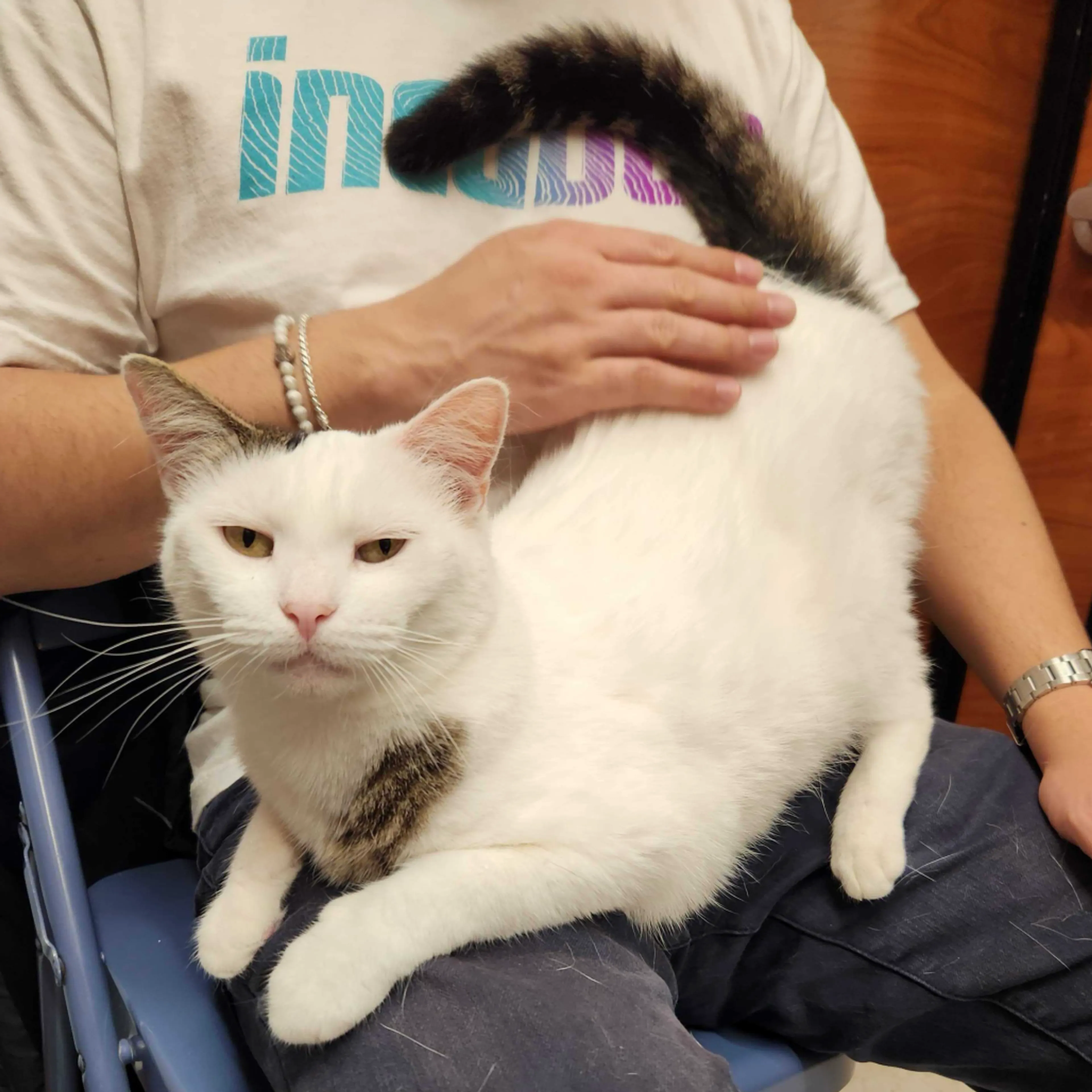Found pet-19
