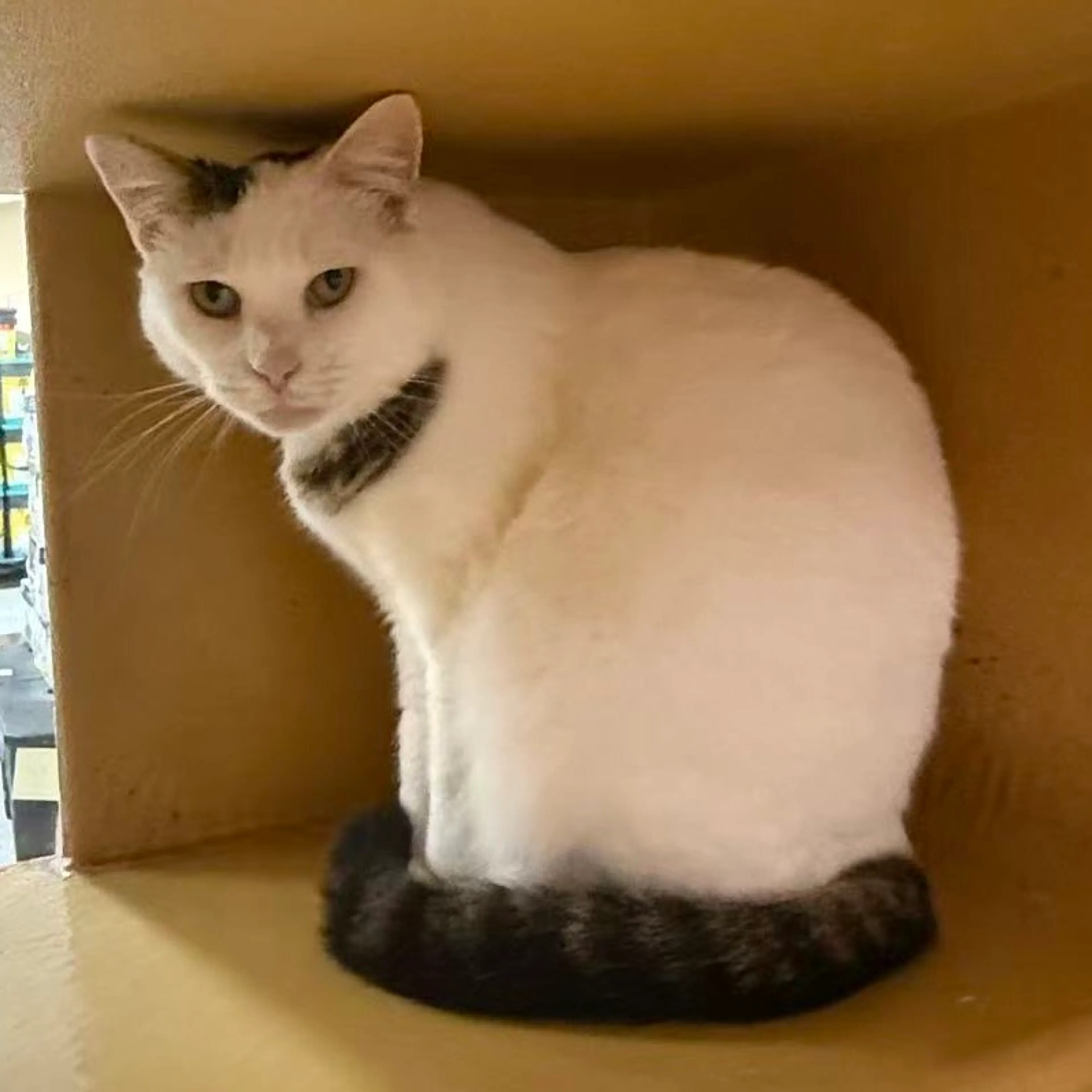 Found pet-8