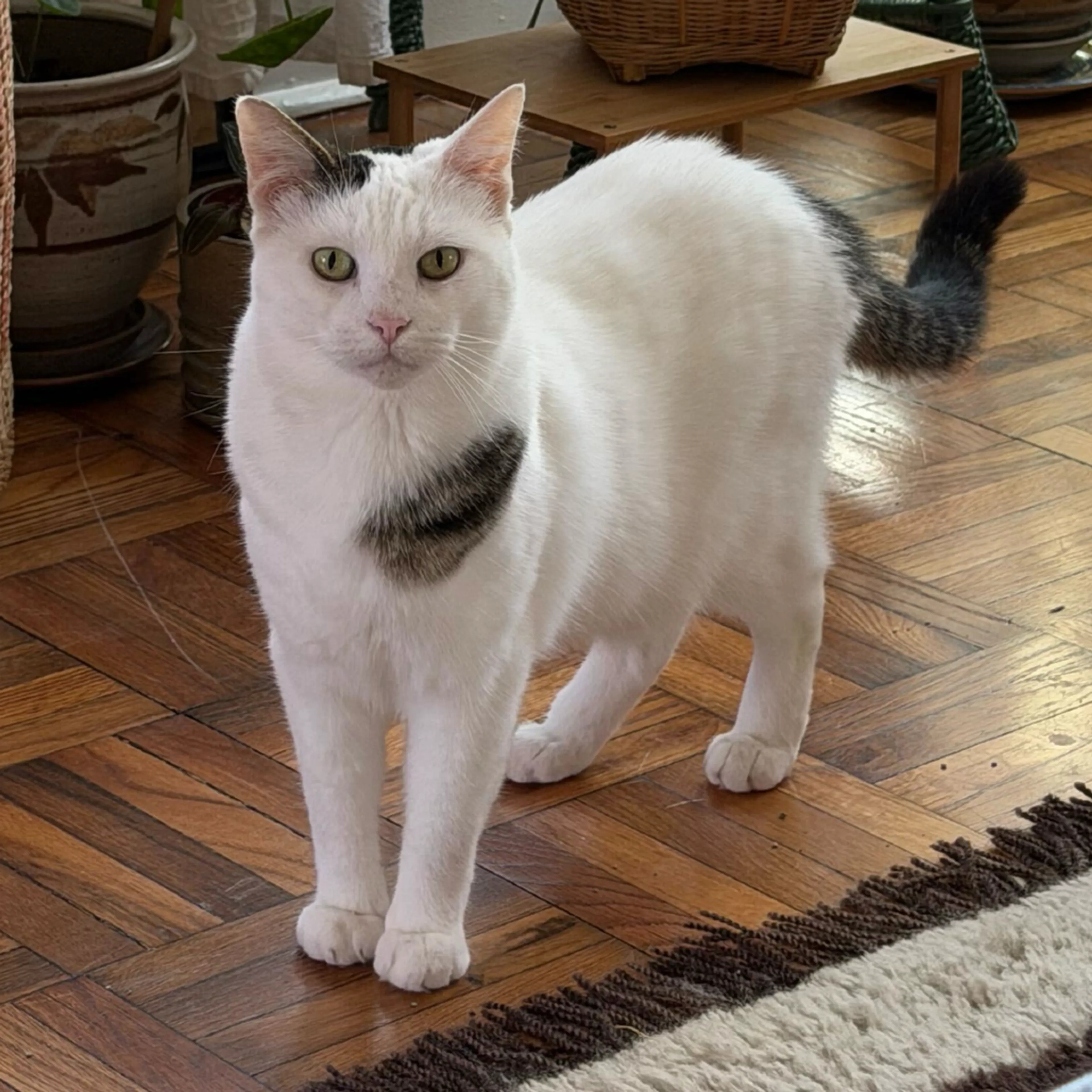 Found pet-0