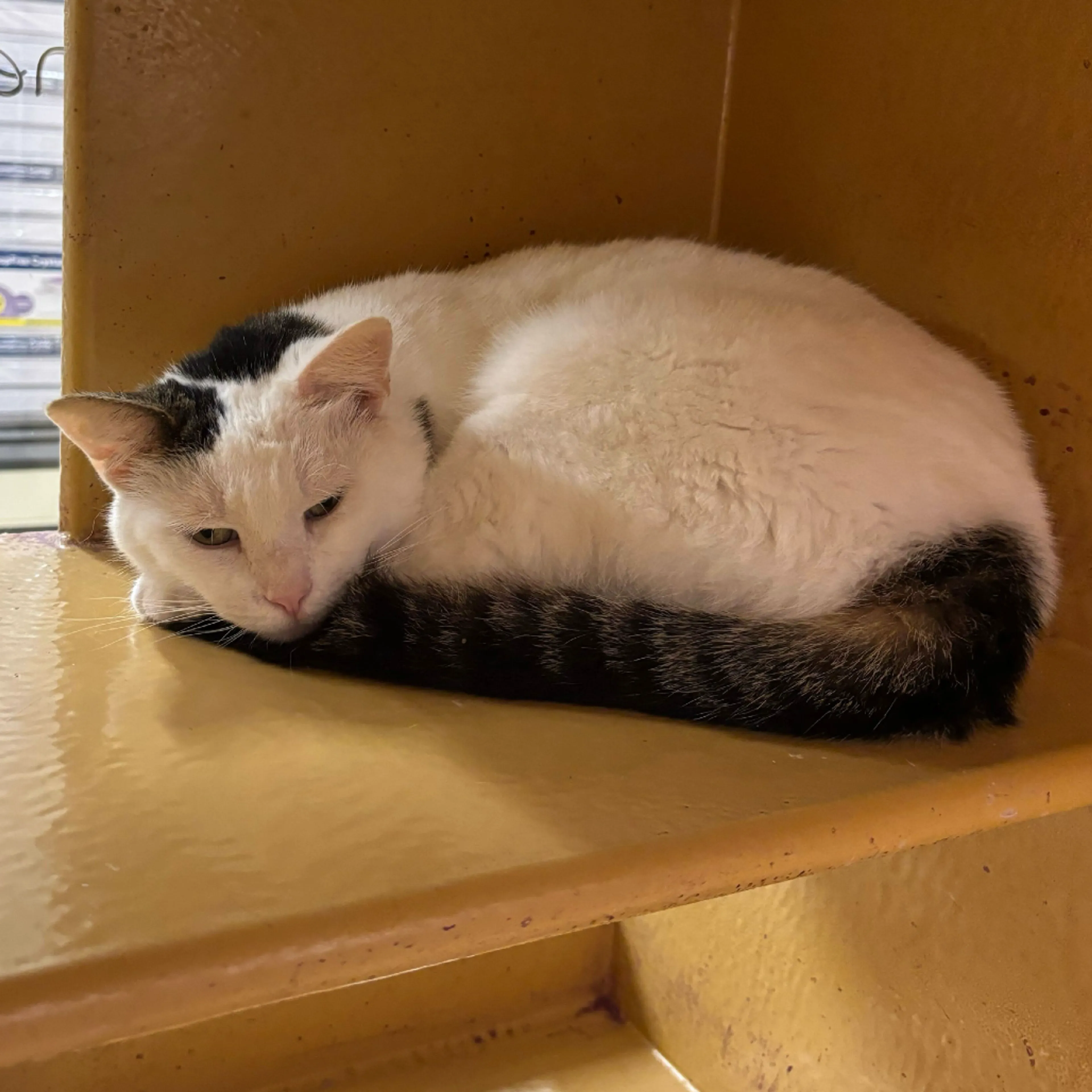 Found pet-12