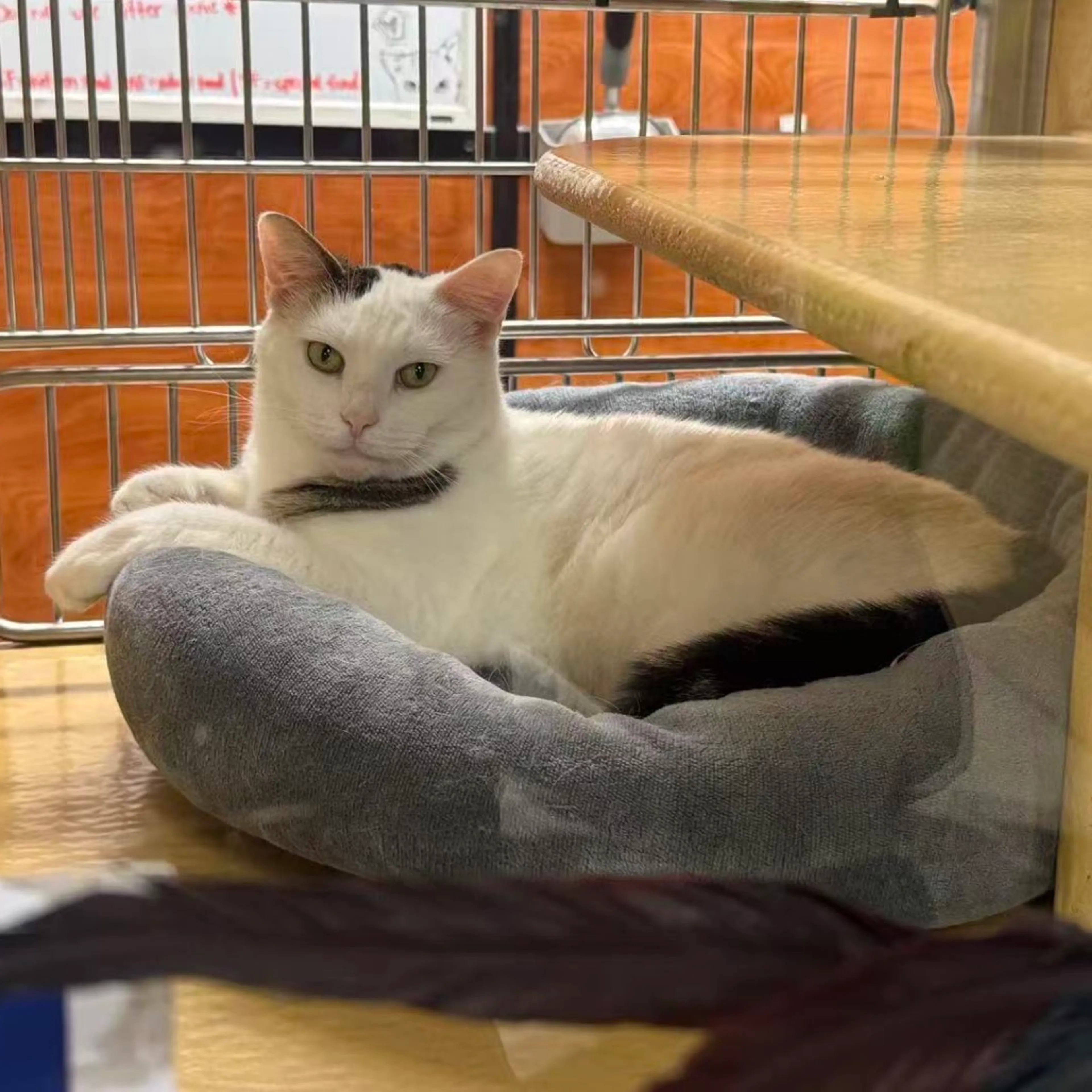 Found pet-21