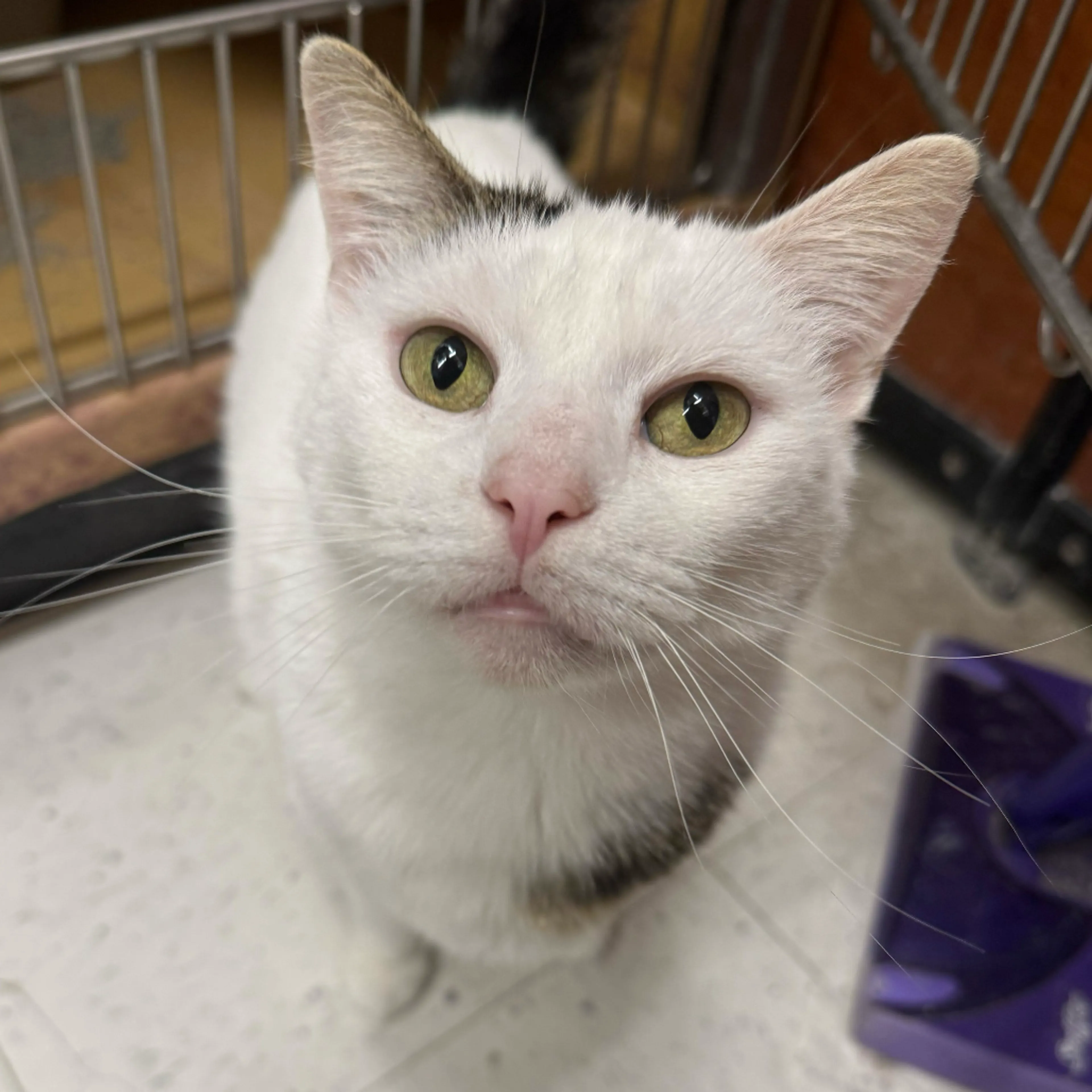 Found pet-16