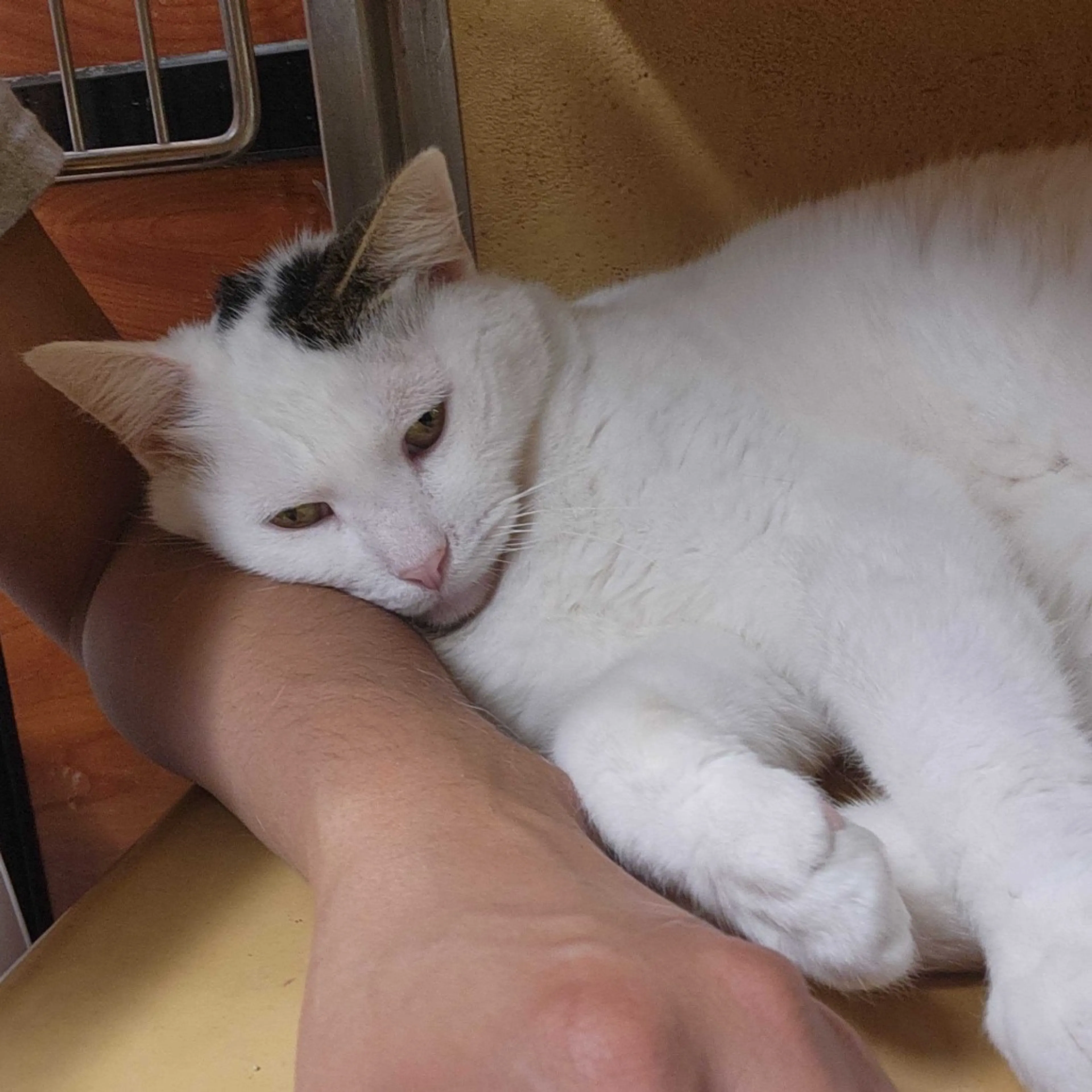 Found pet-6