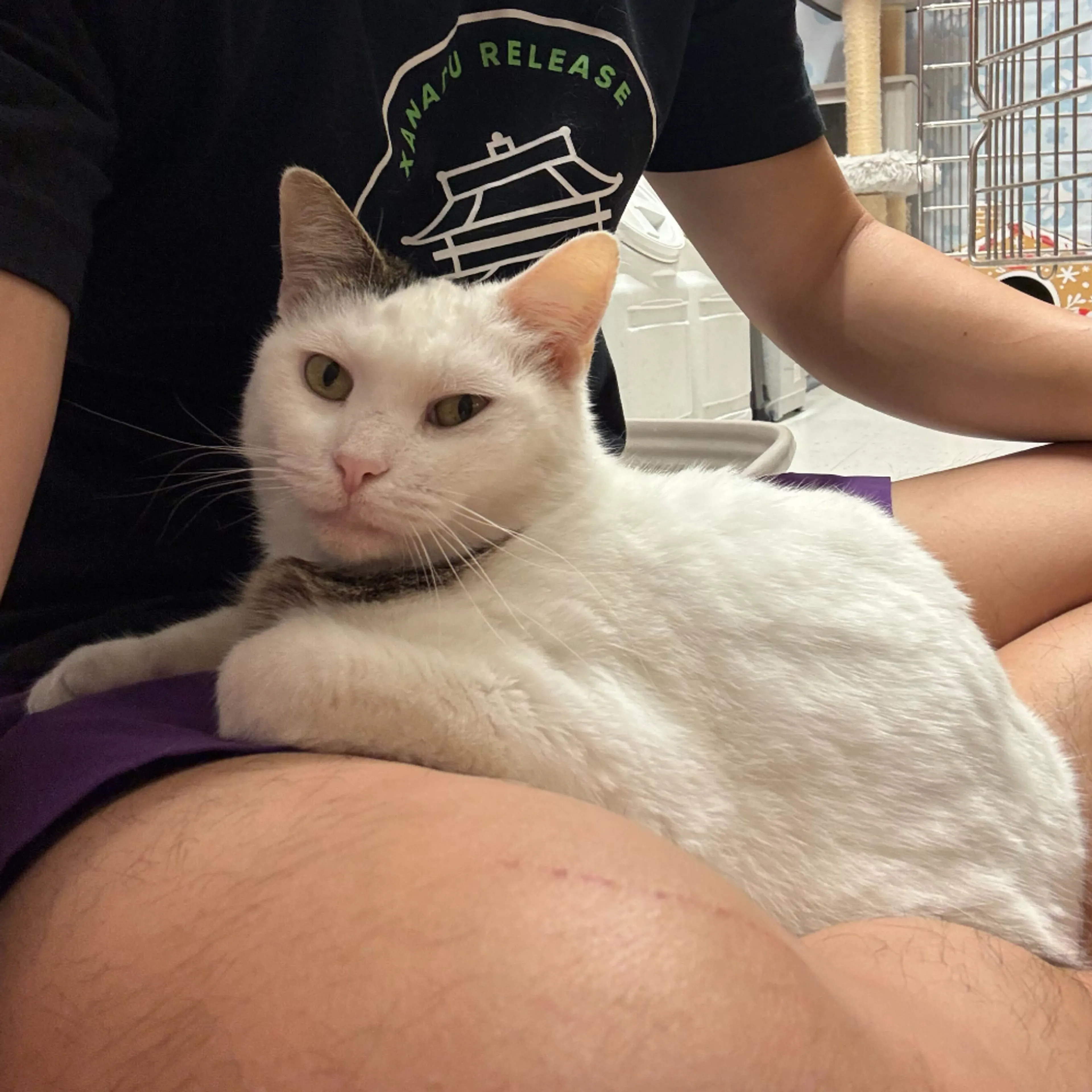 Found pet-11