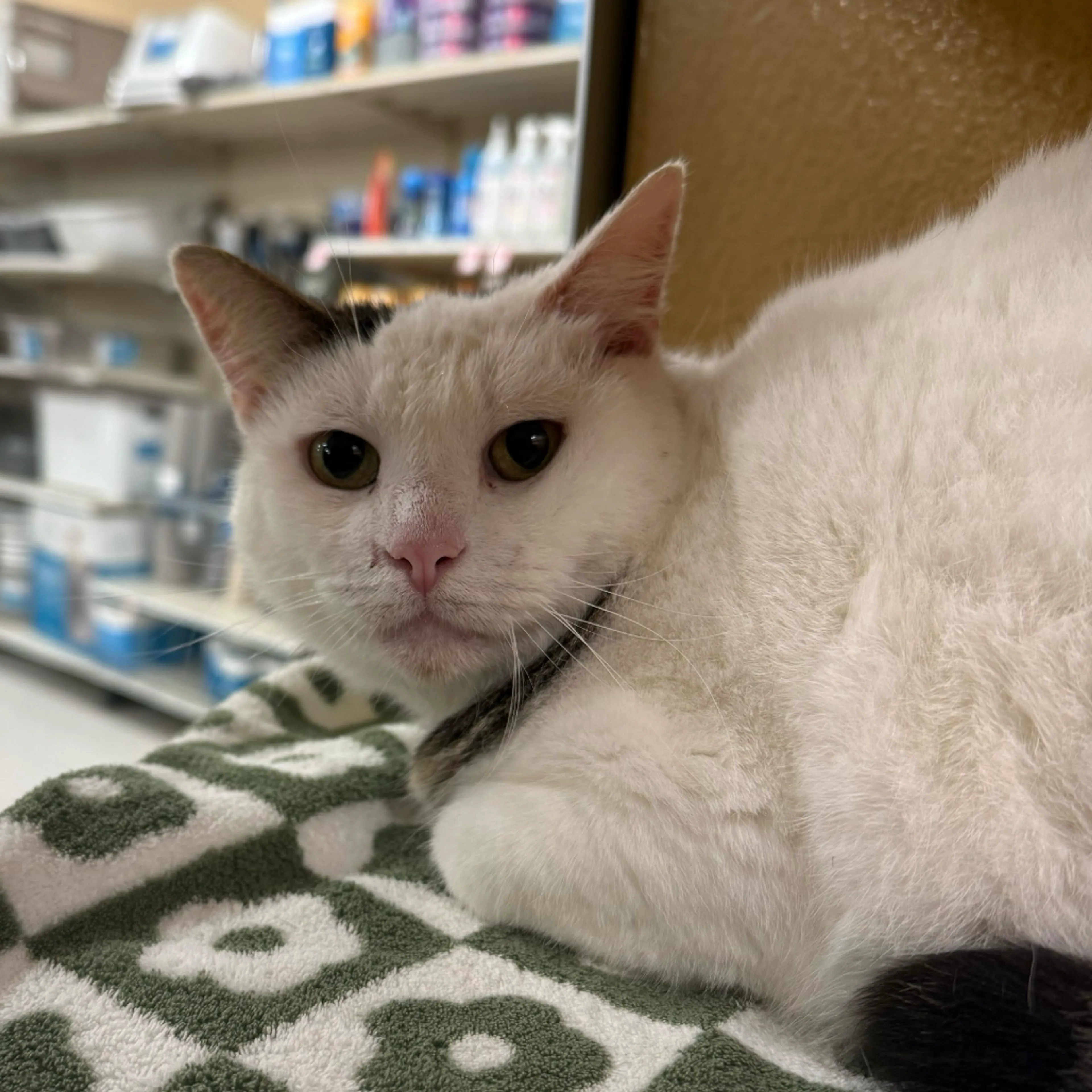 Found pet-2