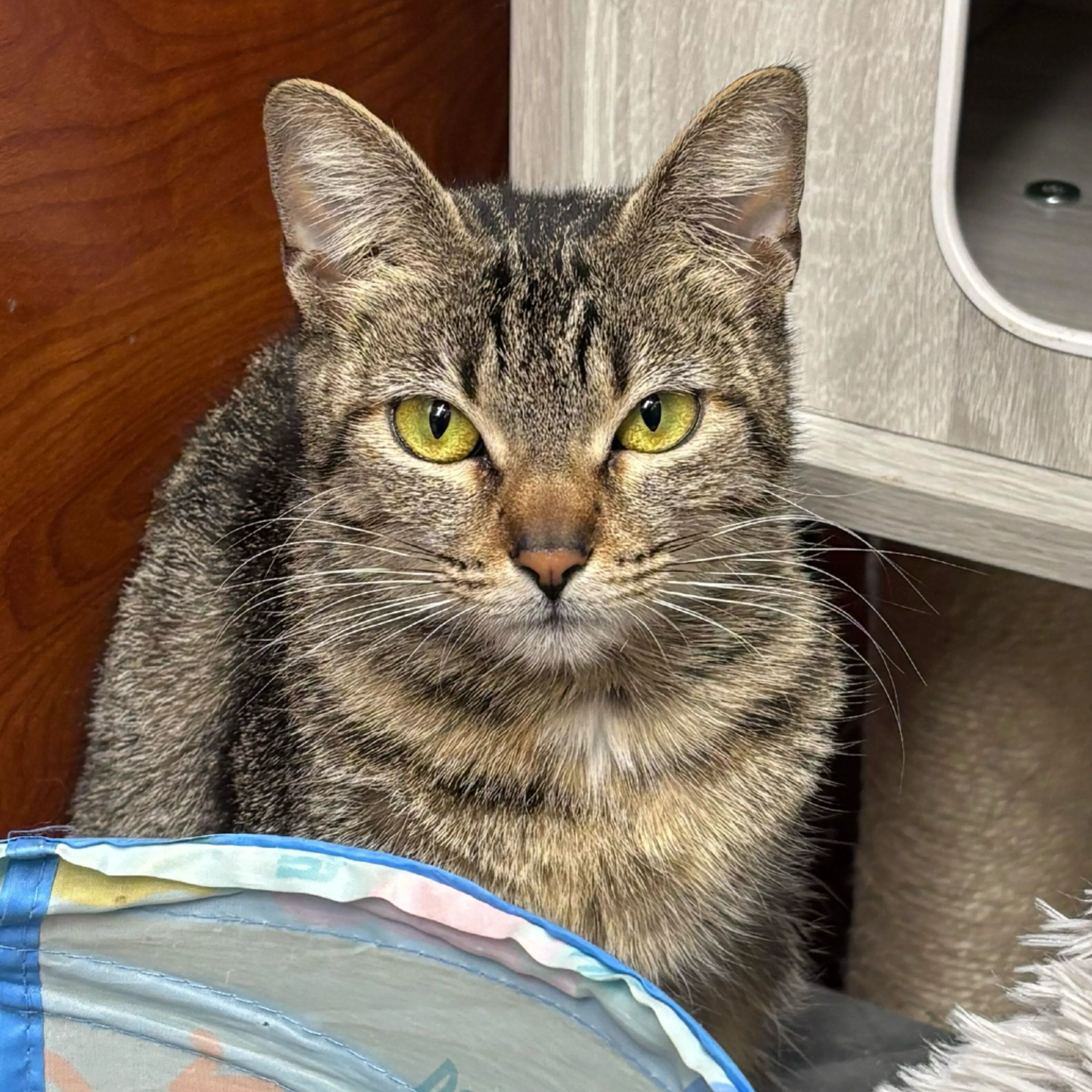 Found pet-7