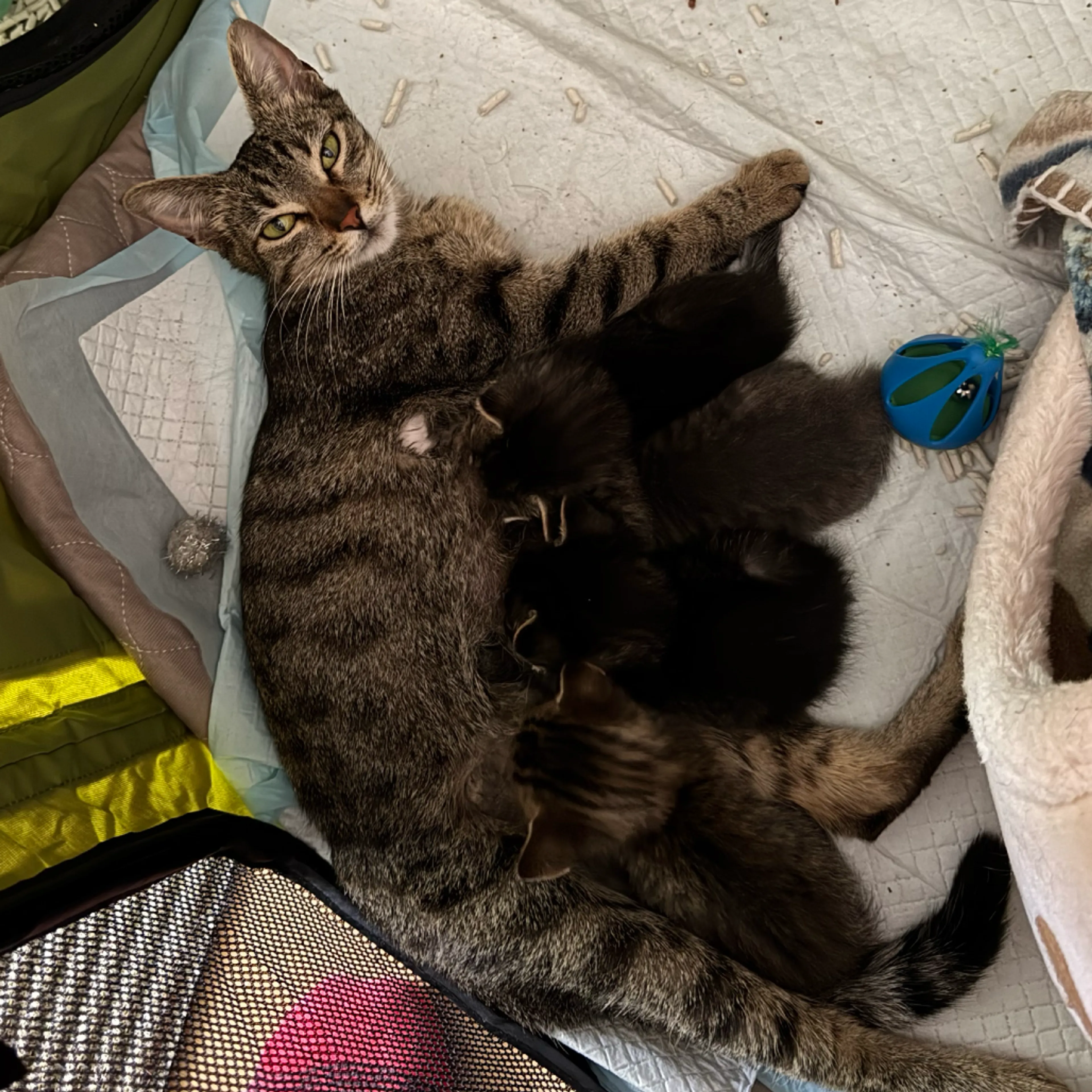 Found pet-4