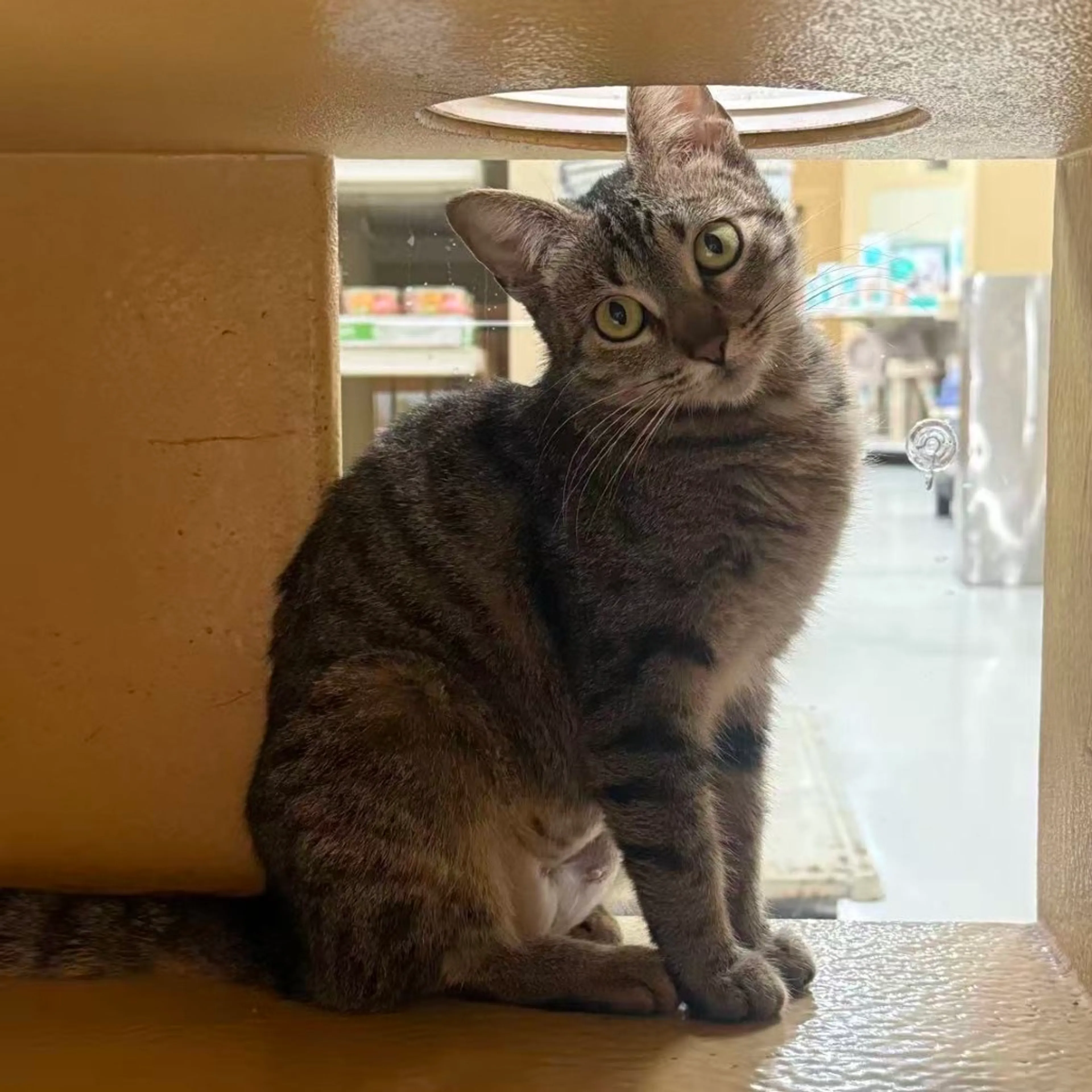 Found pet-13