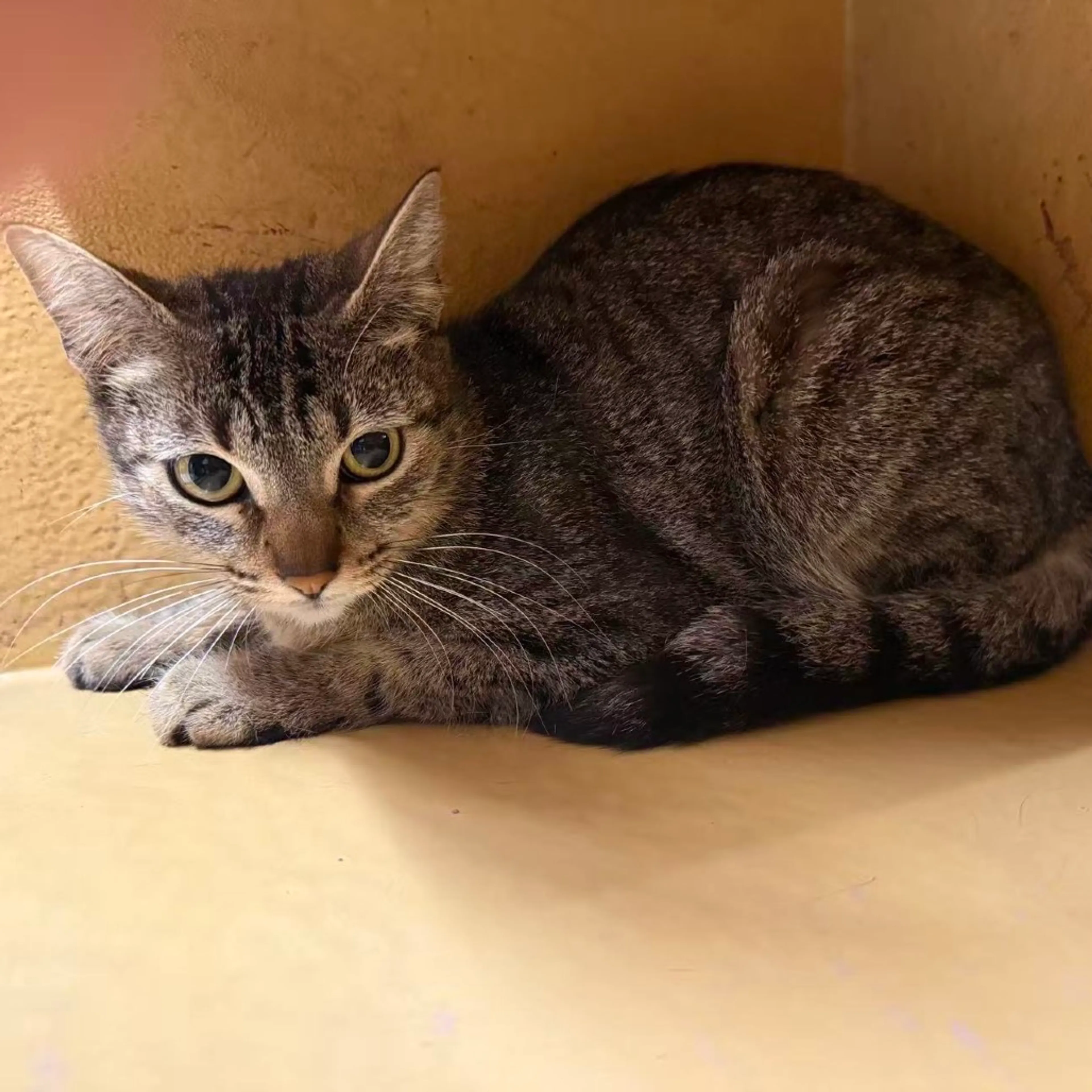 Found pet-6