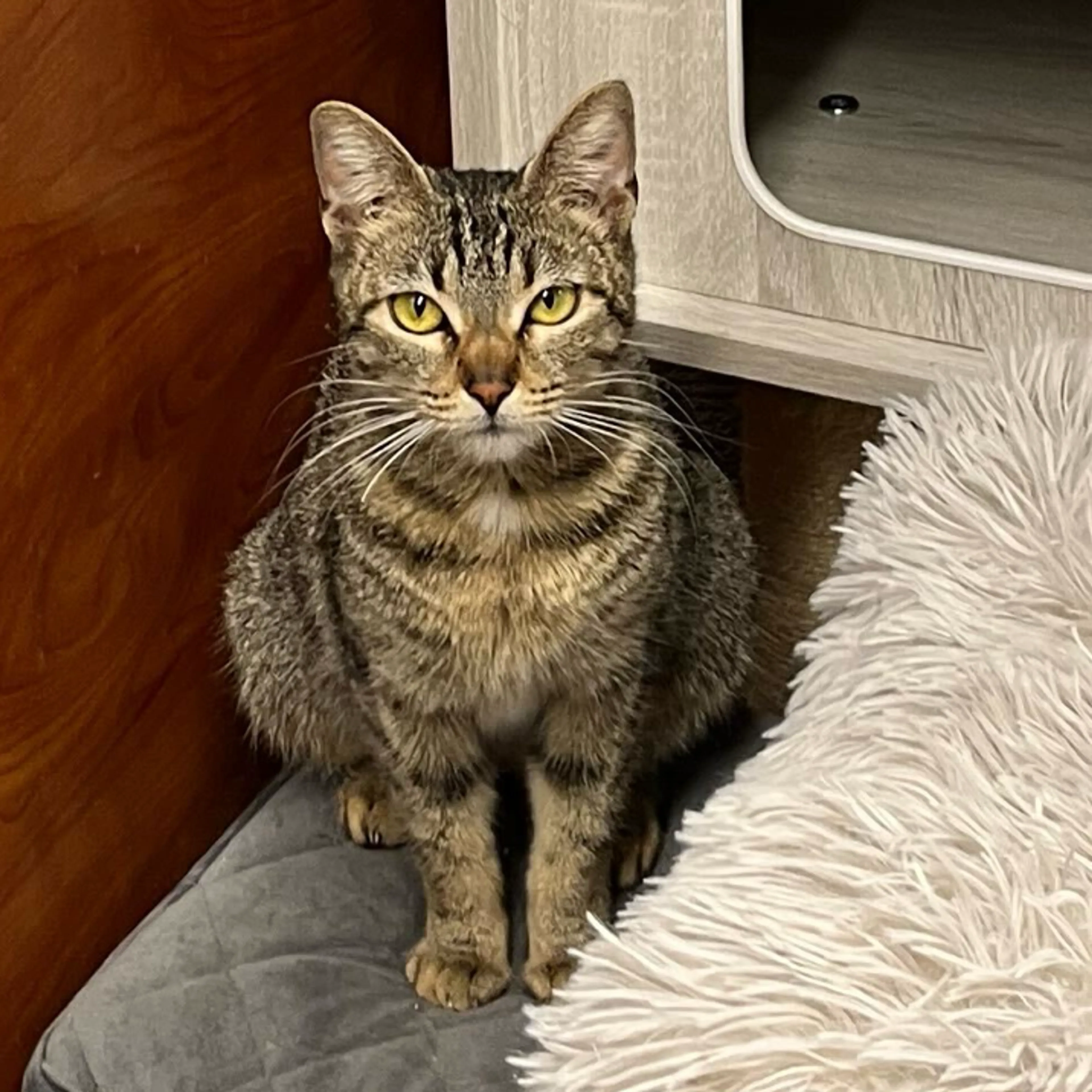 Found pet-10