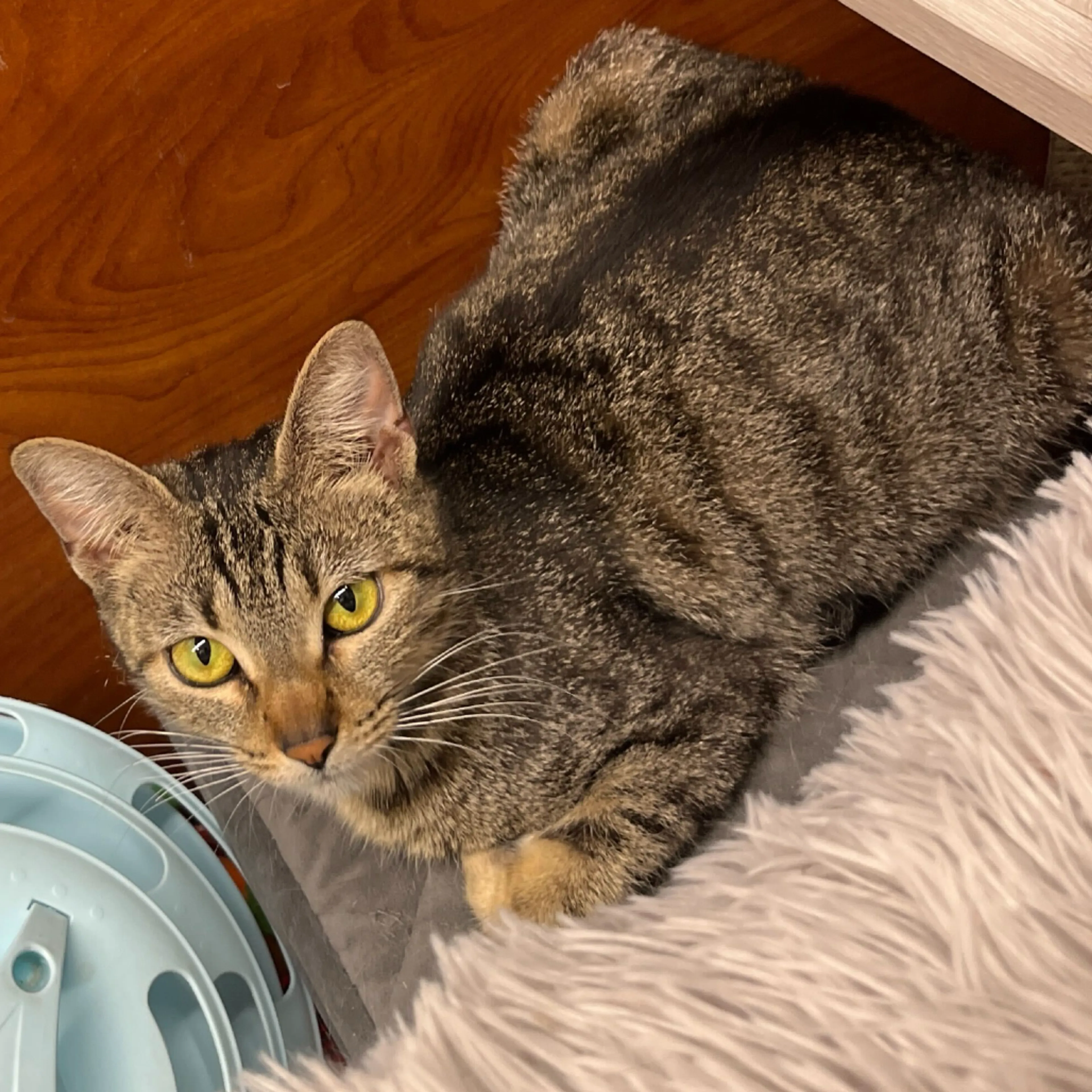 Found pet-9