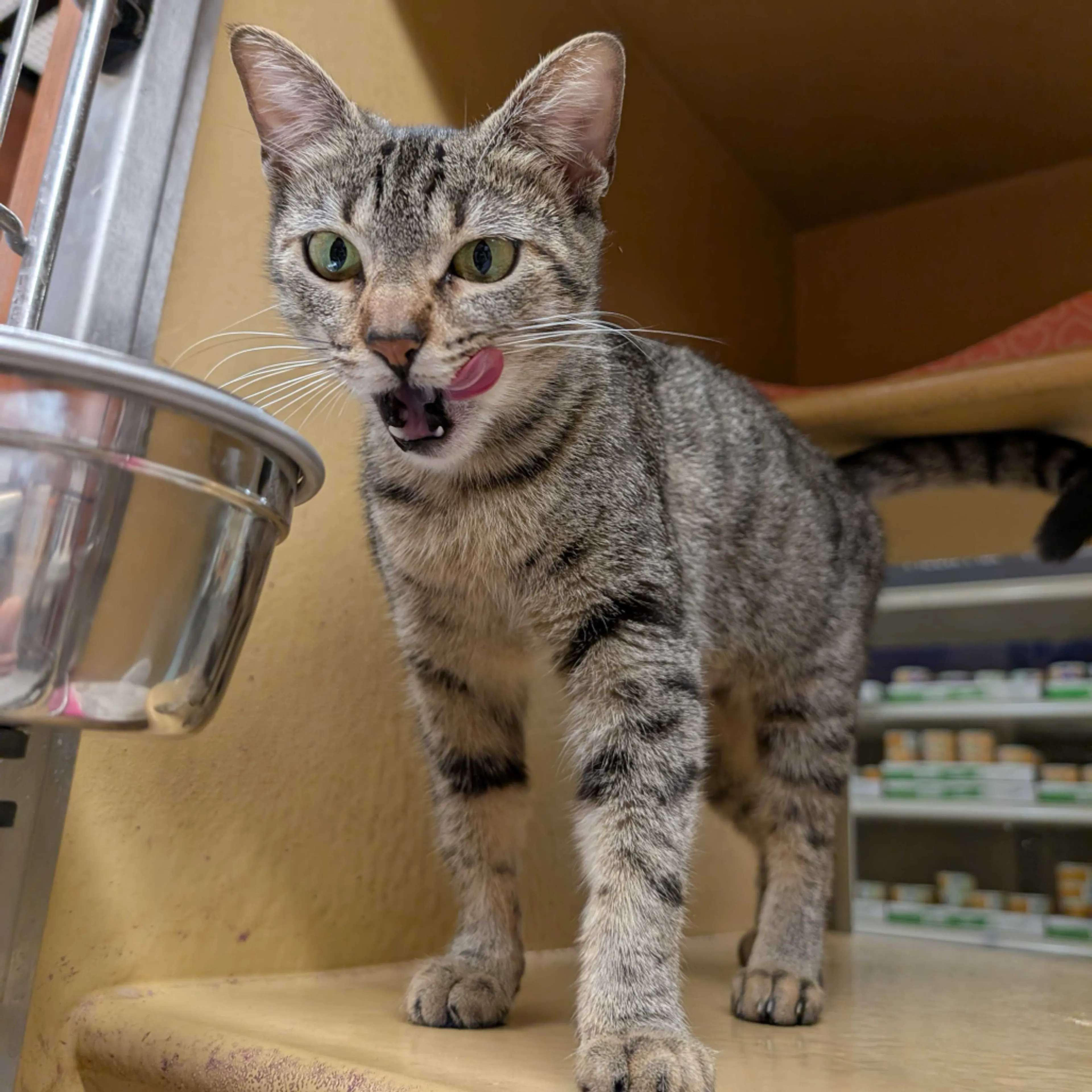 Found pet-20