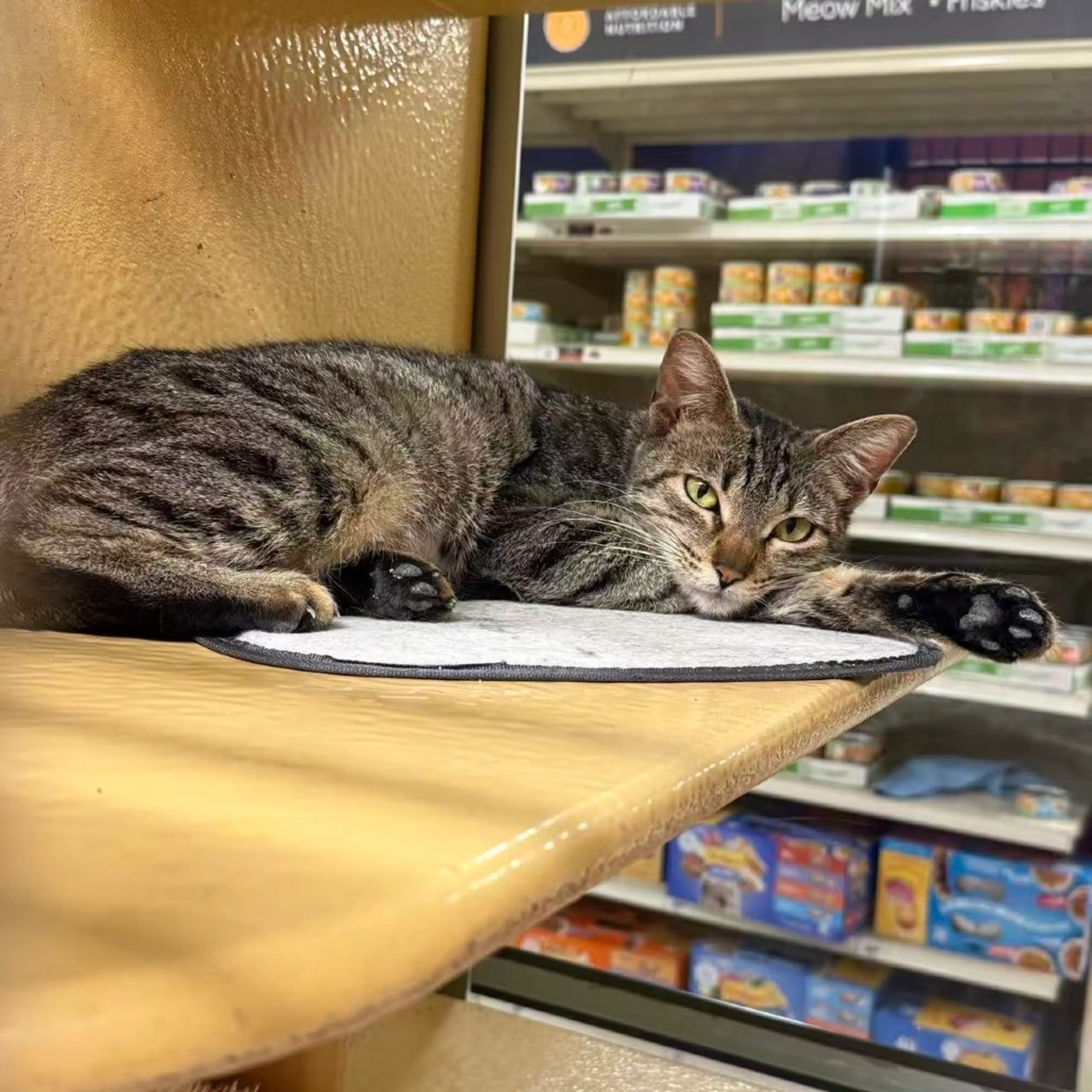 Found pet-8