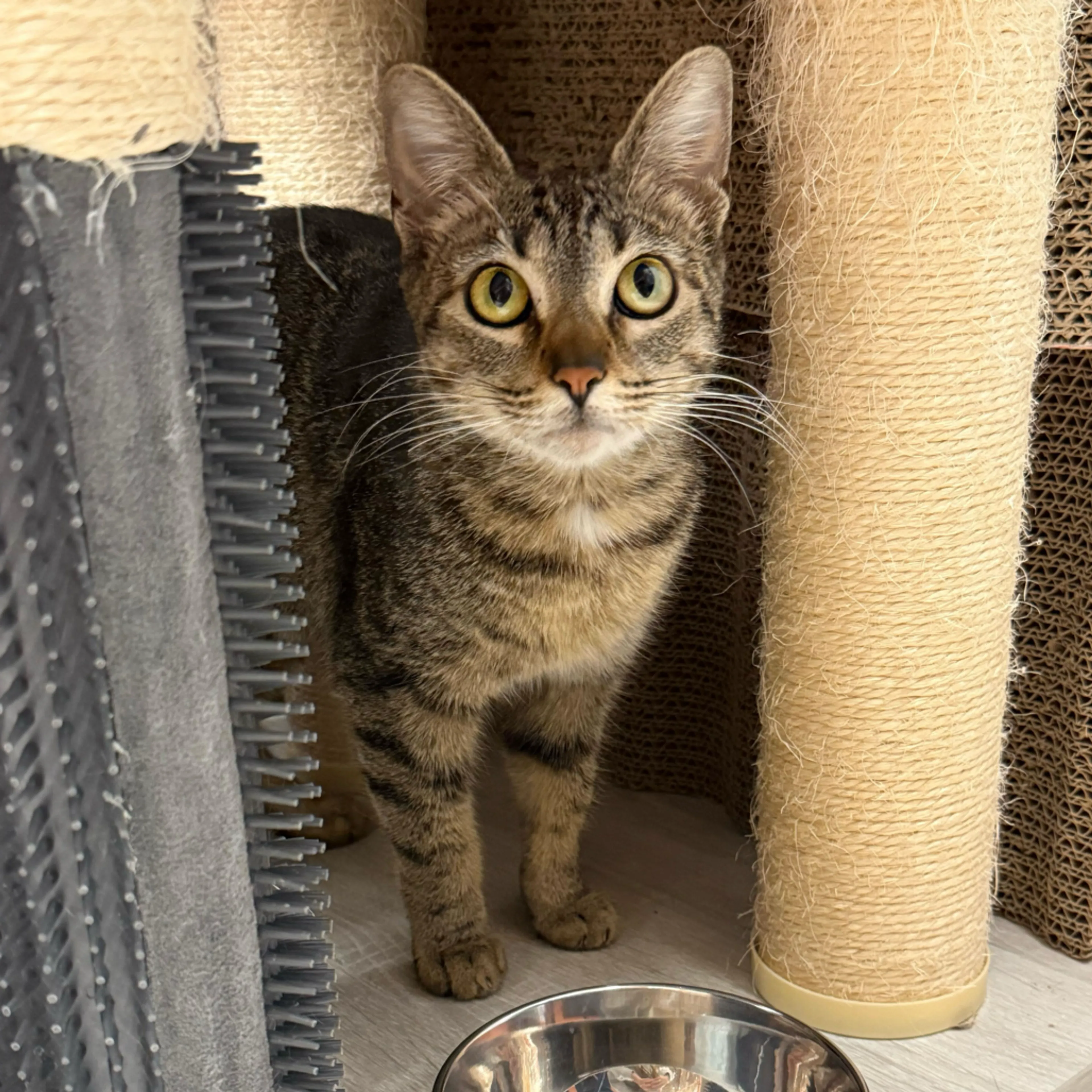 Found pet-12