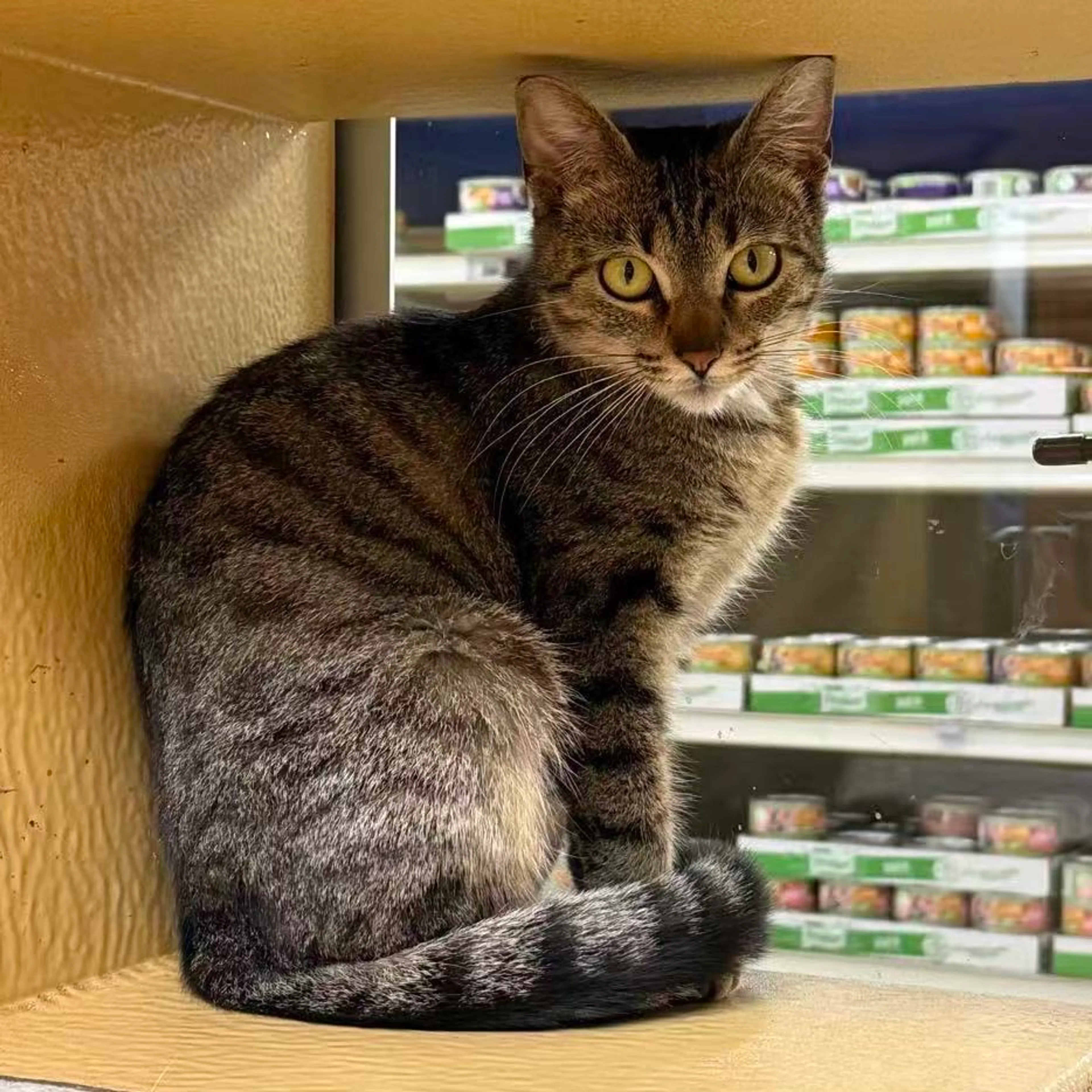 Found pet-18