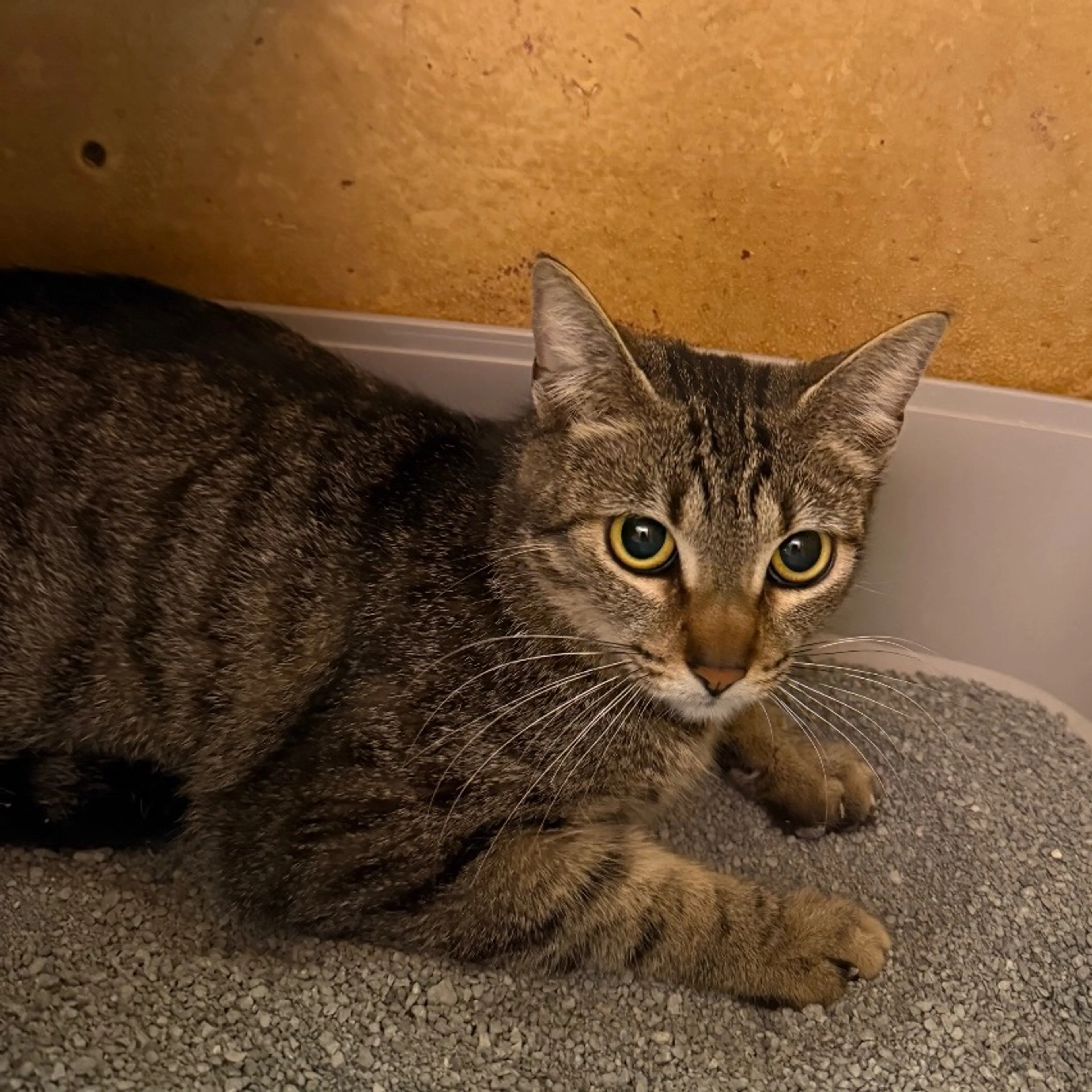 Found pet-1