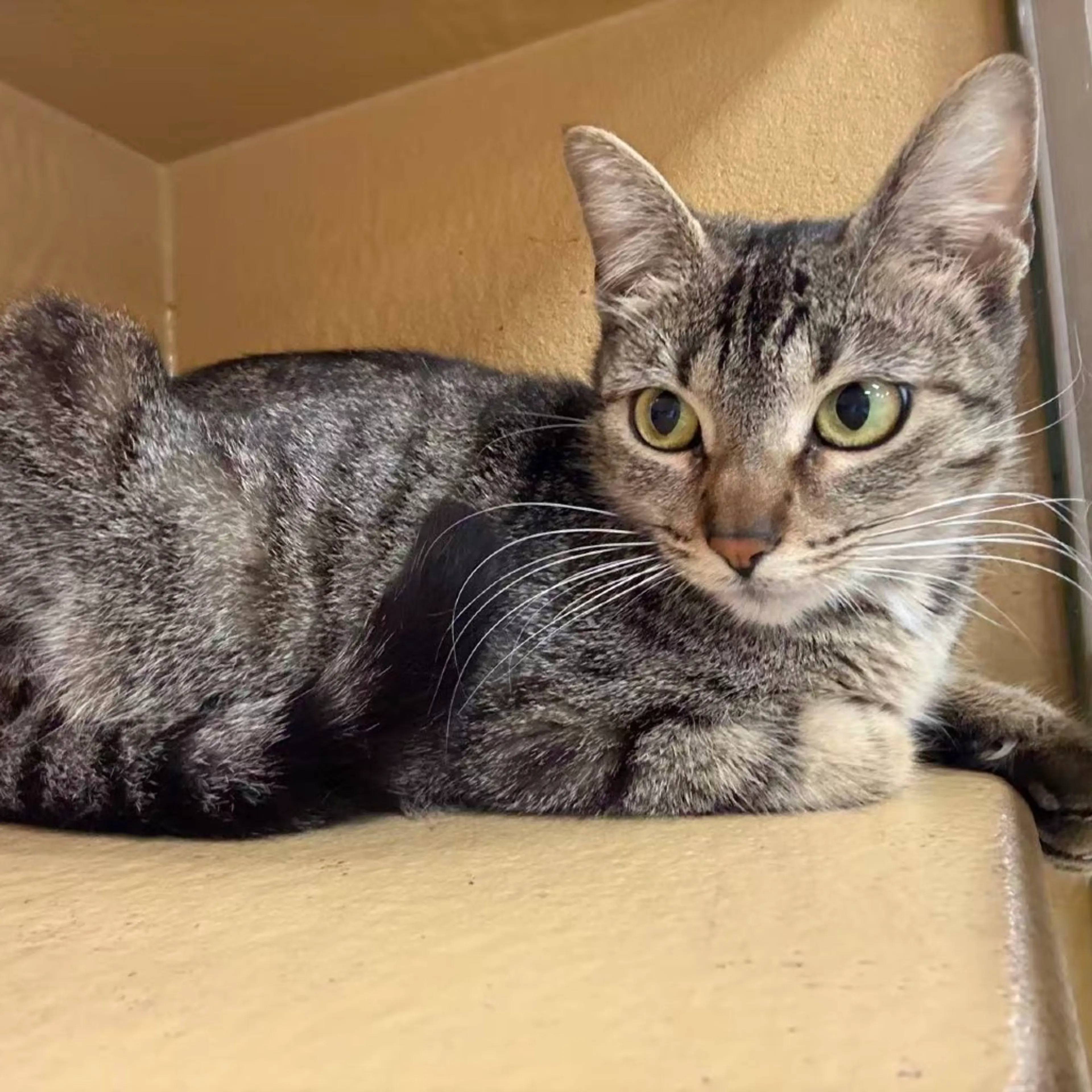 Found pet-14