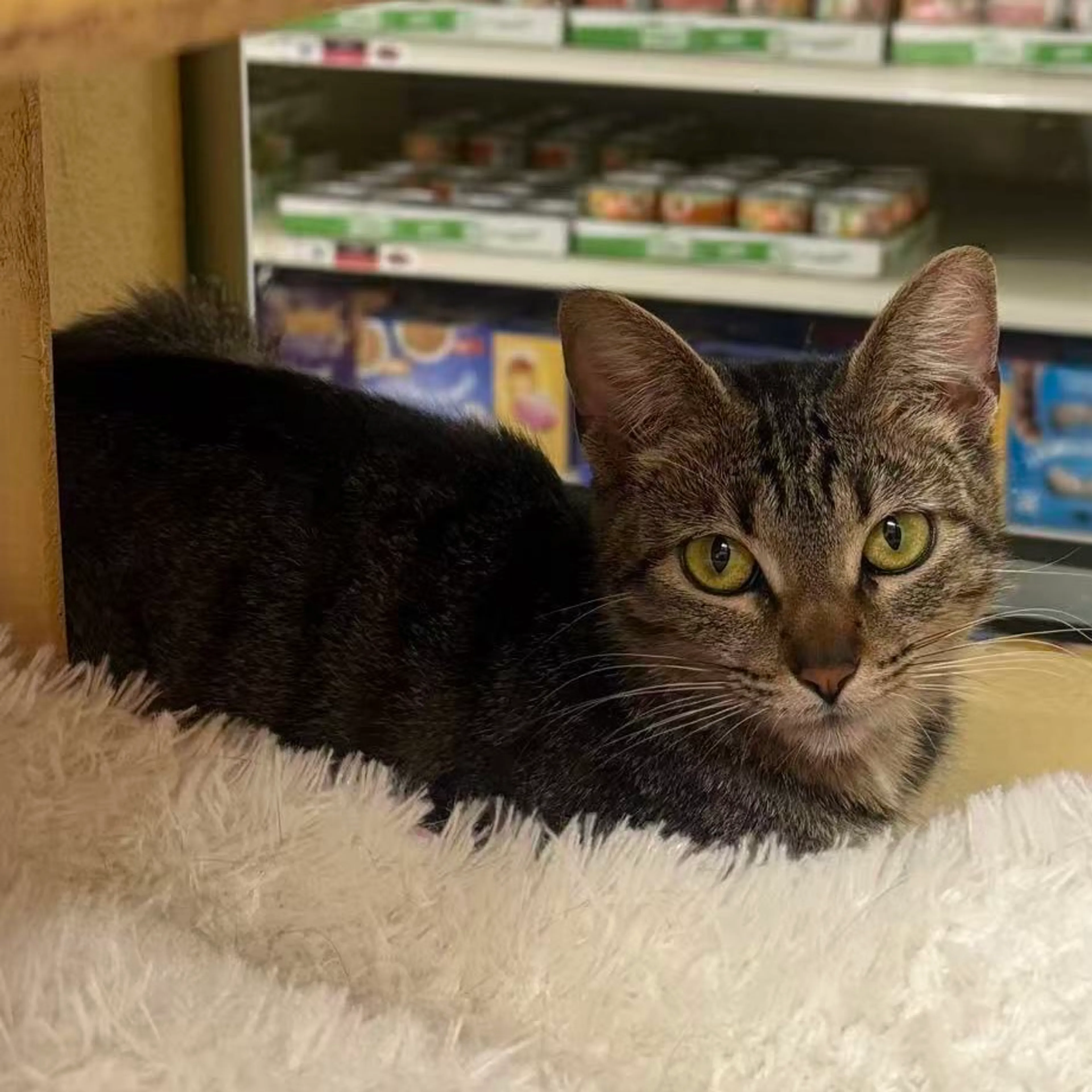 Found pet-11