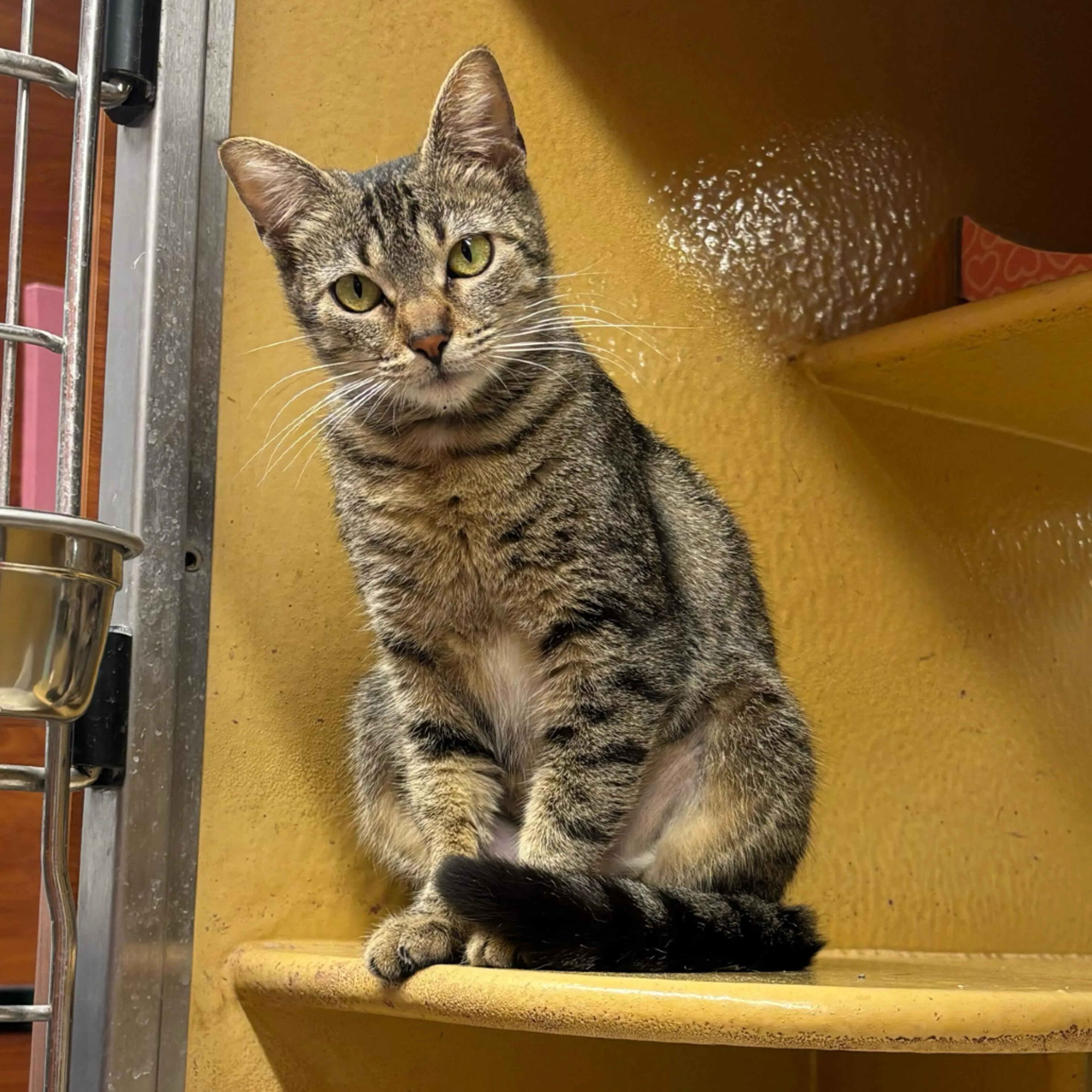Found pet-19