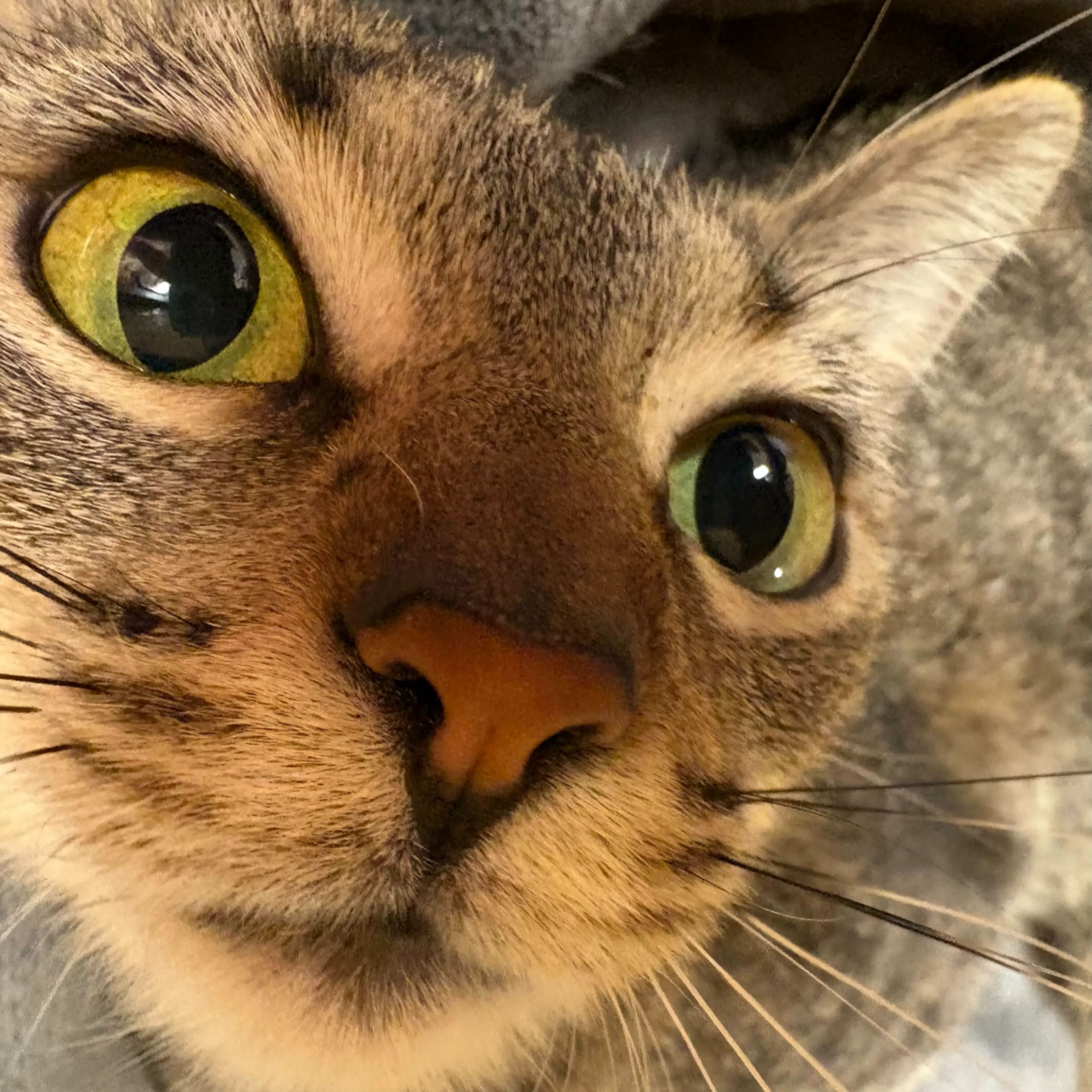 Found pet-21