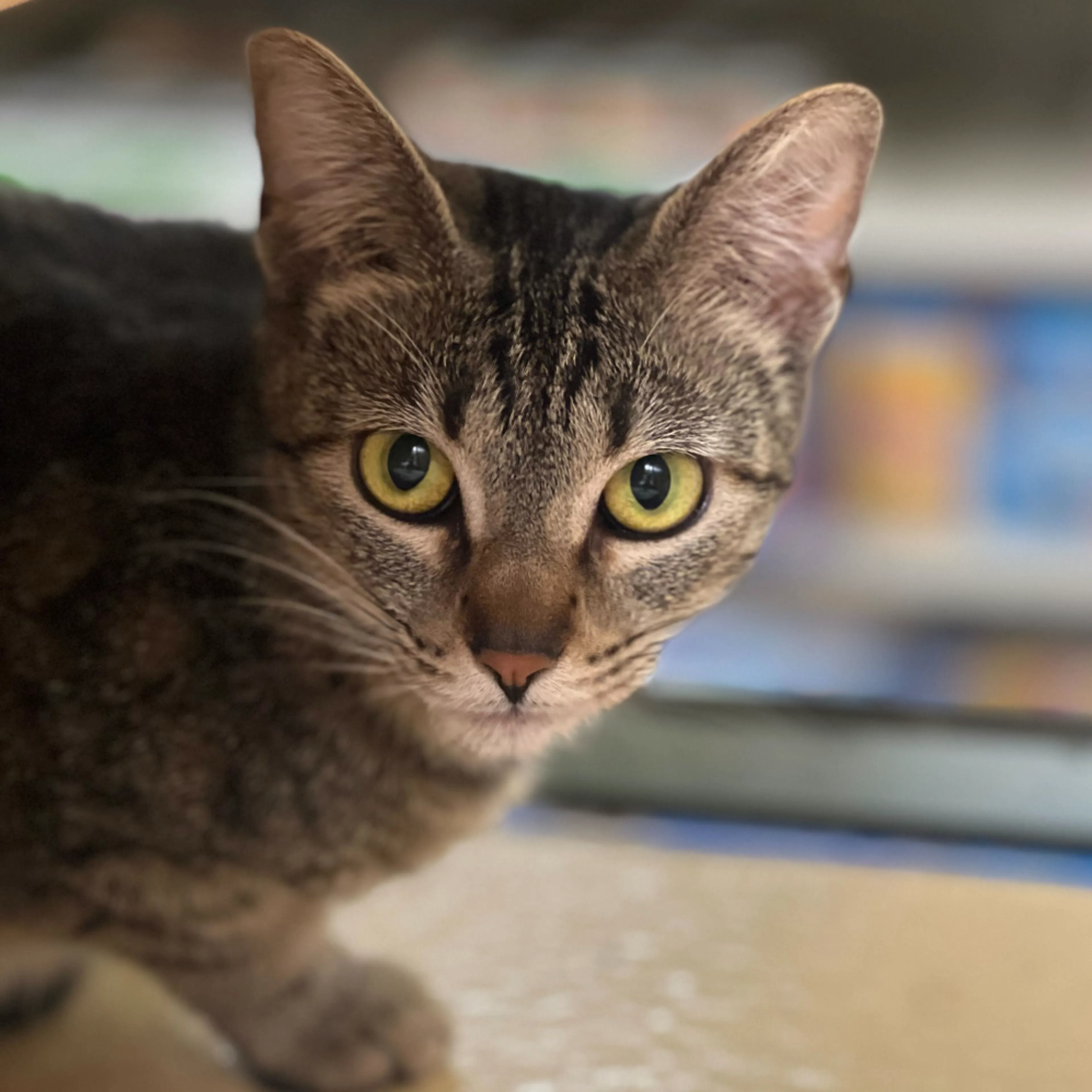 Found pet-17