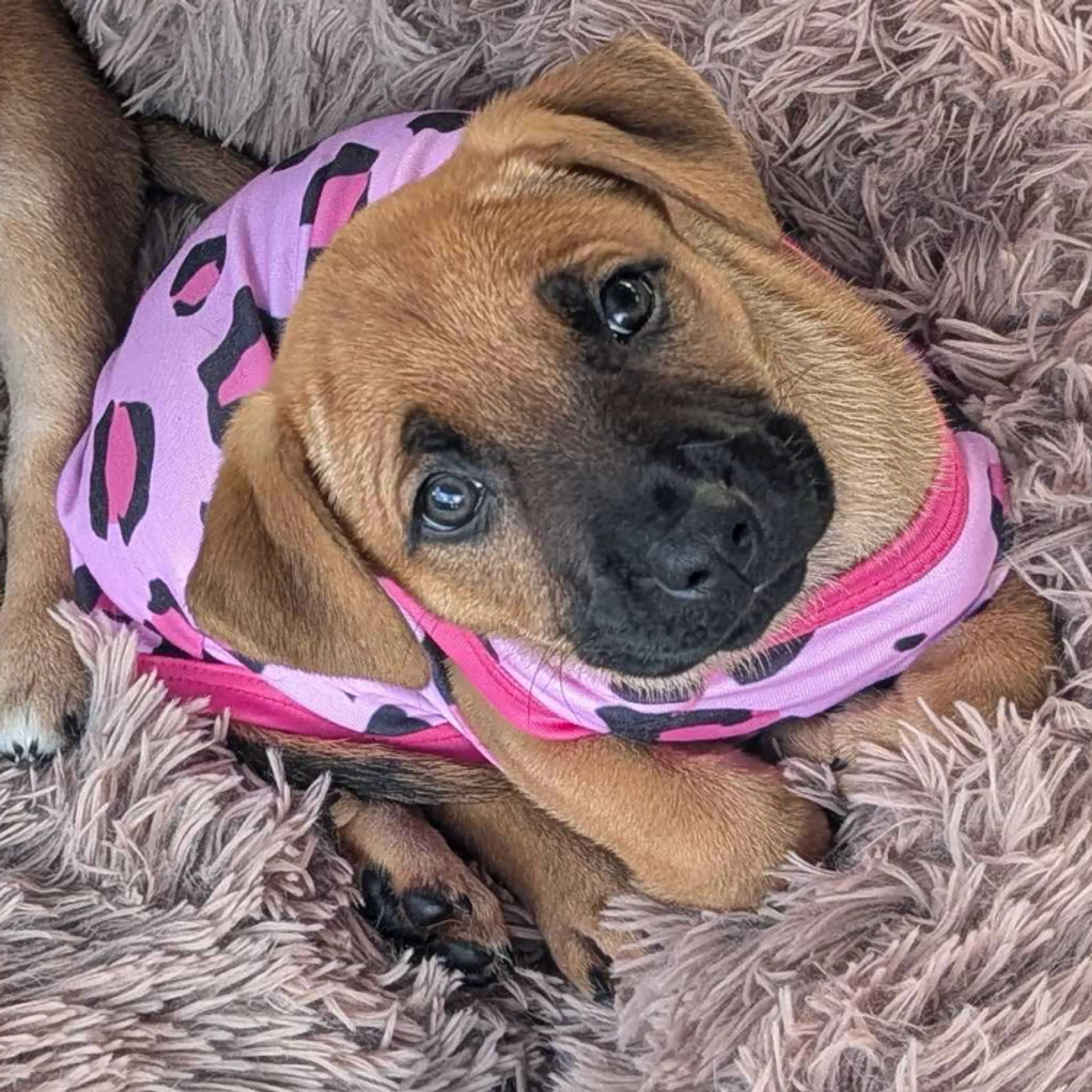 Found pet-1