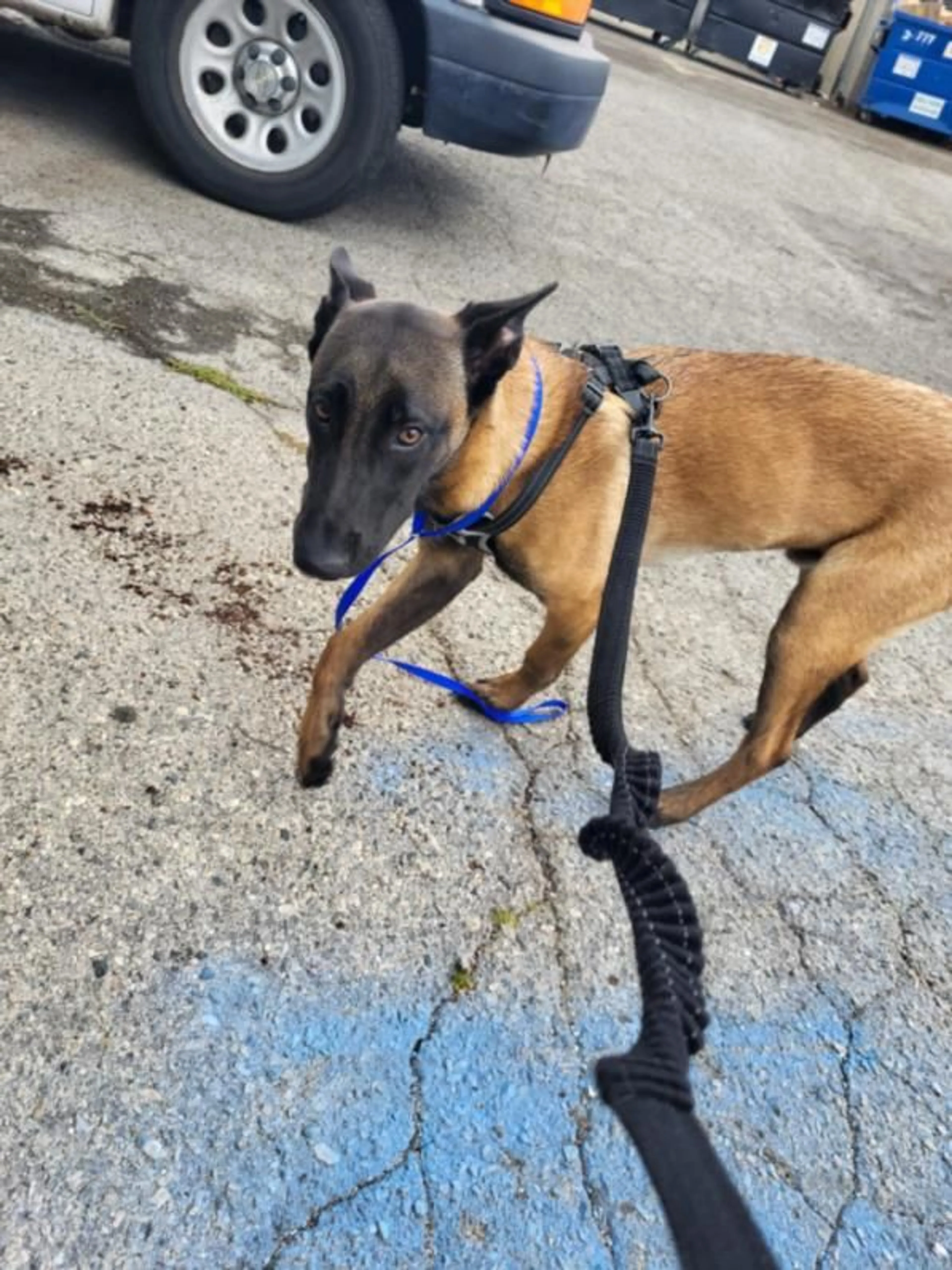 Found pet