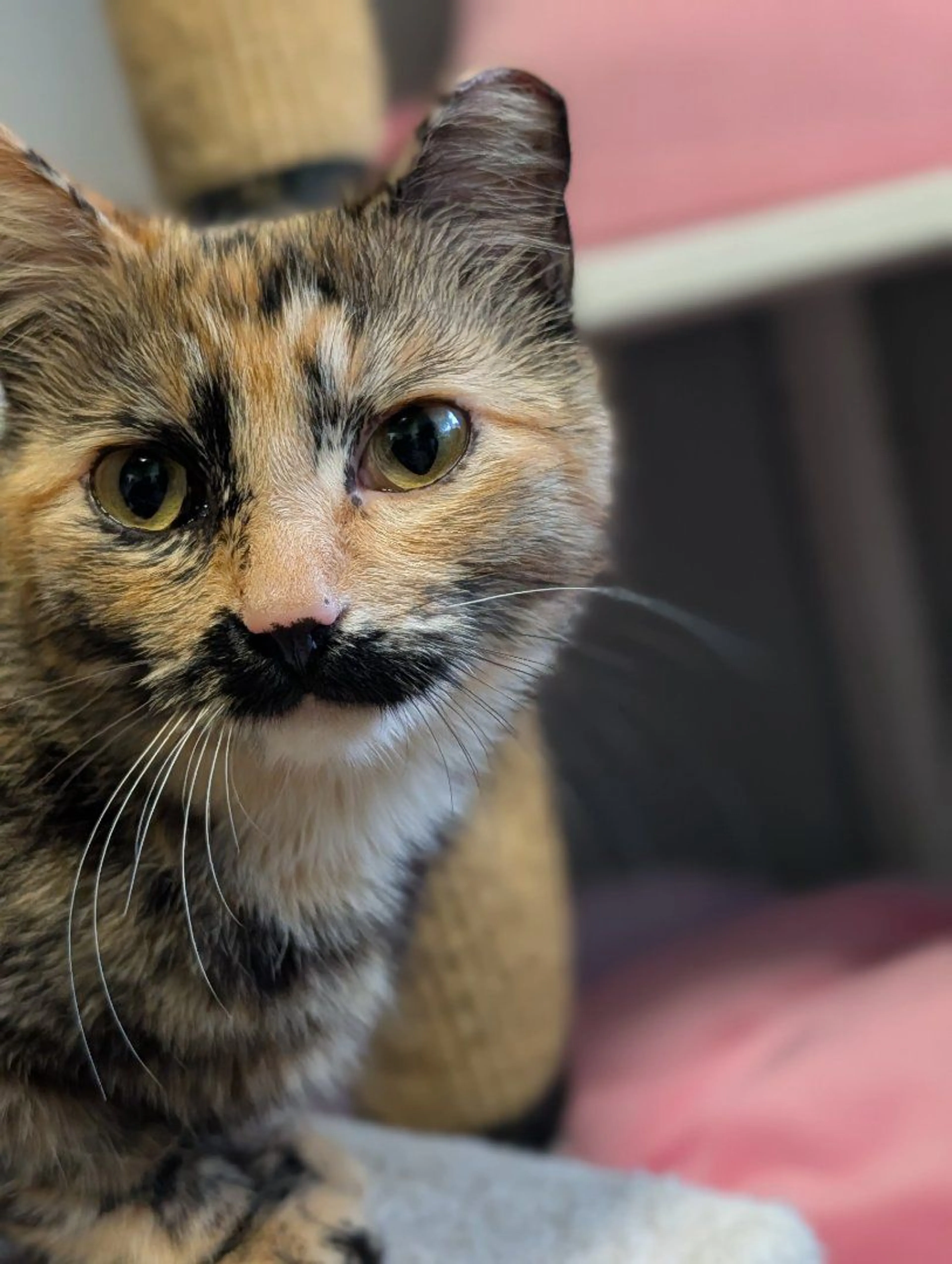 Lost pet