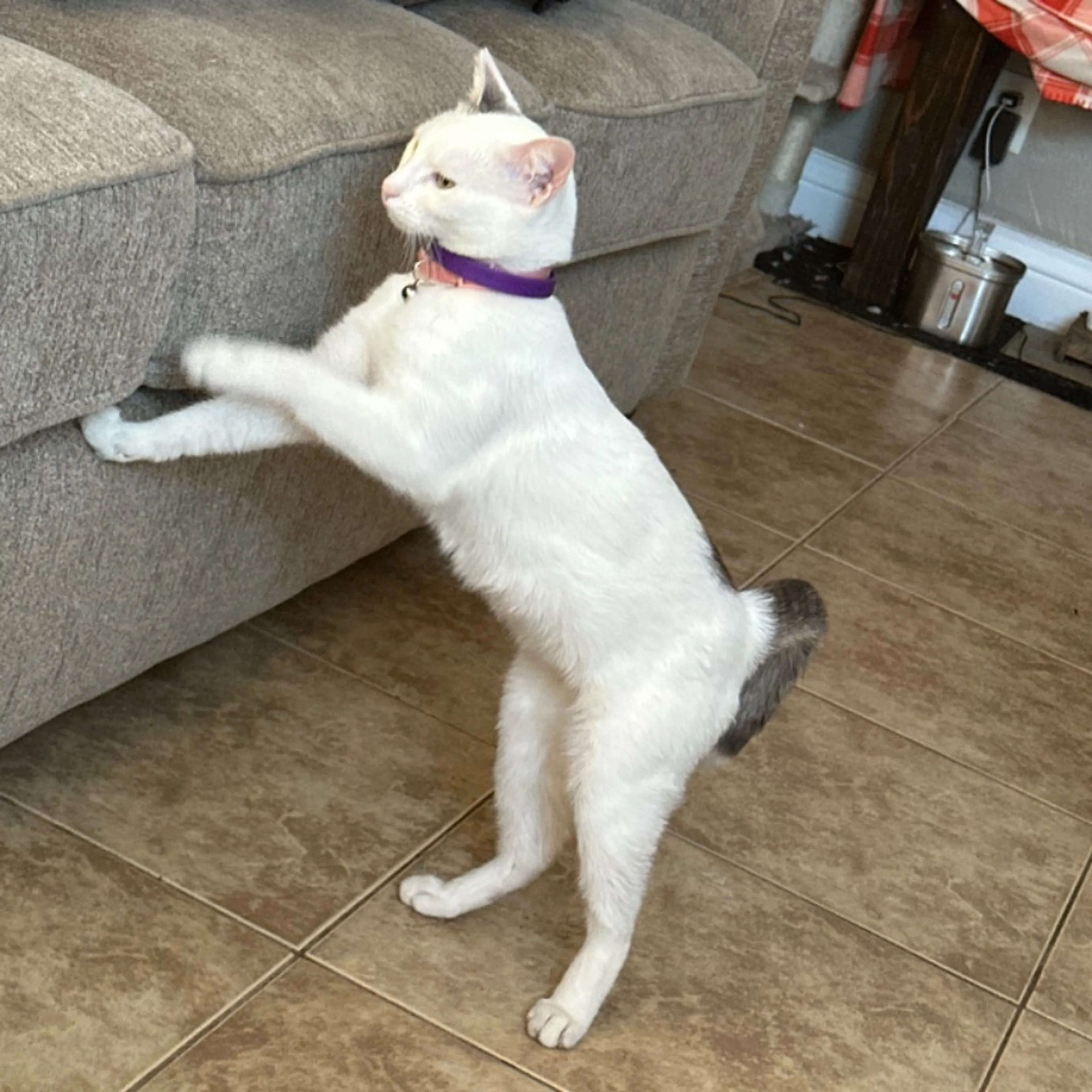 Lost pet