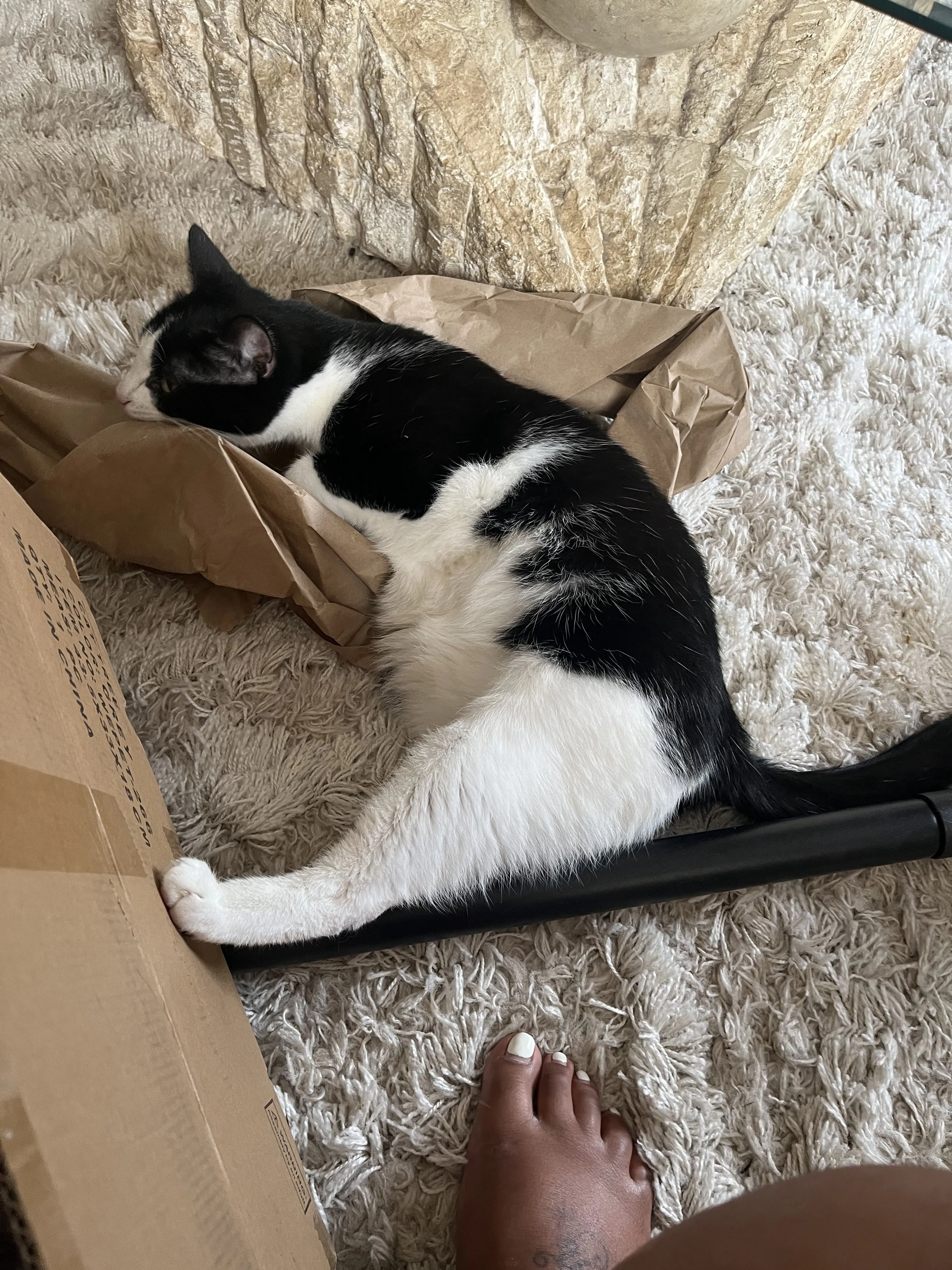 Lost pet-2