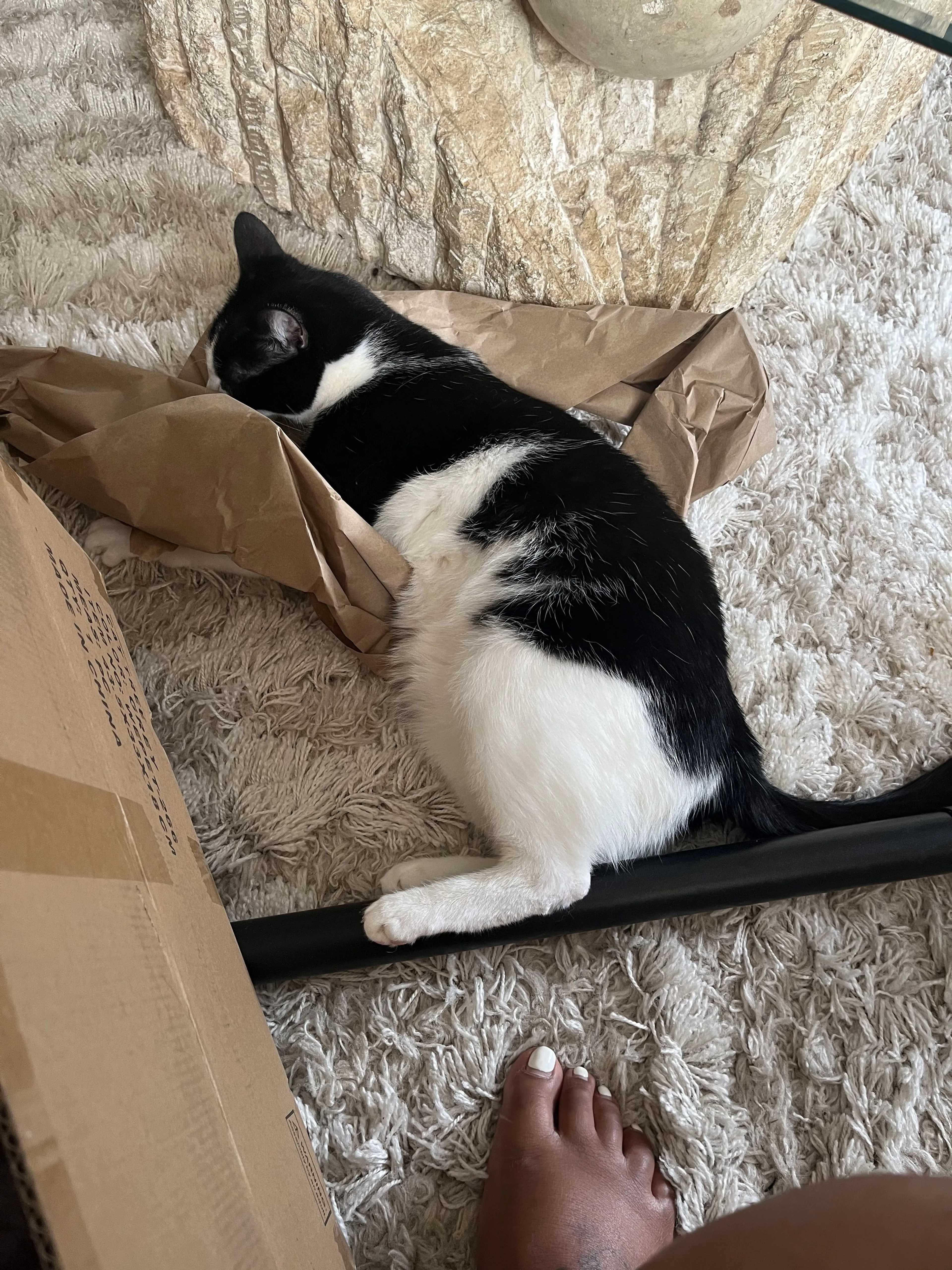 Lost pet-1