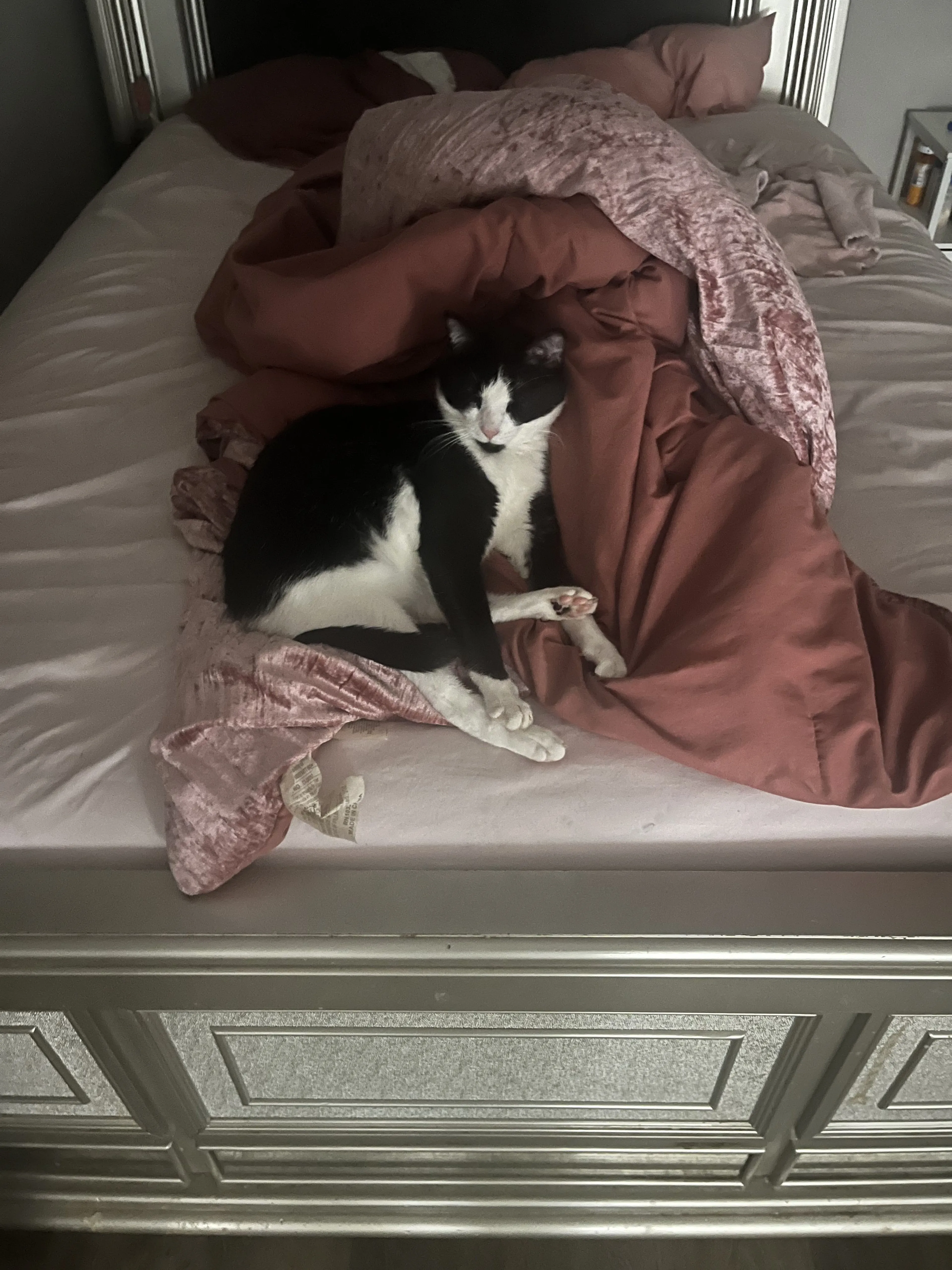 Lost pet-3