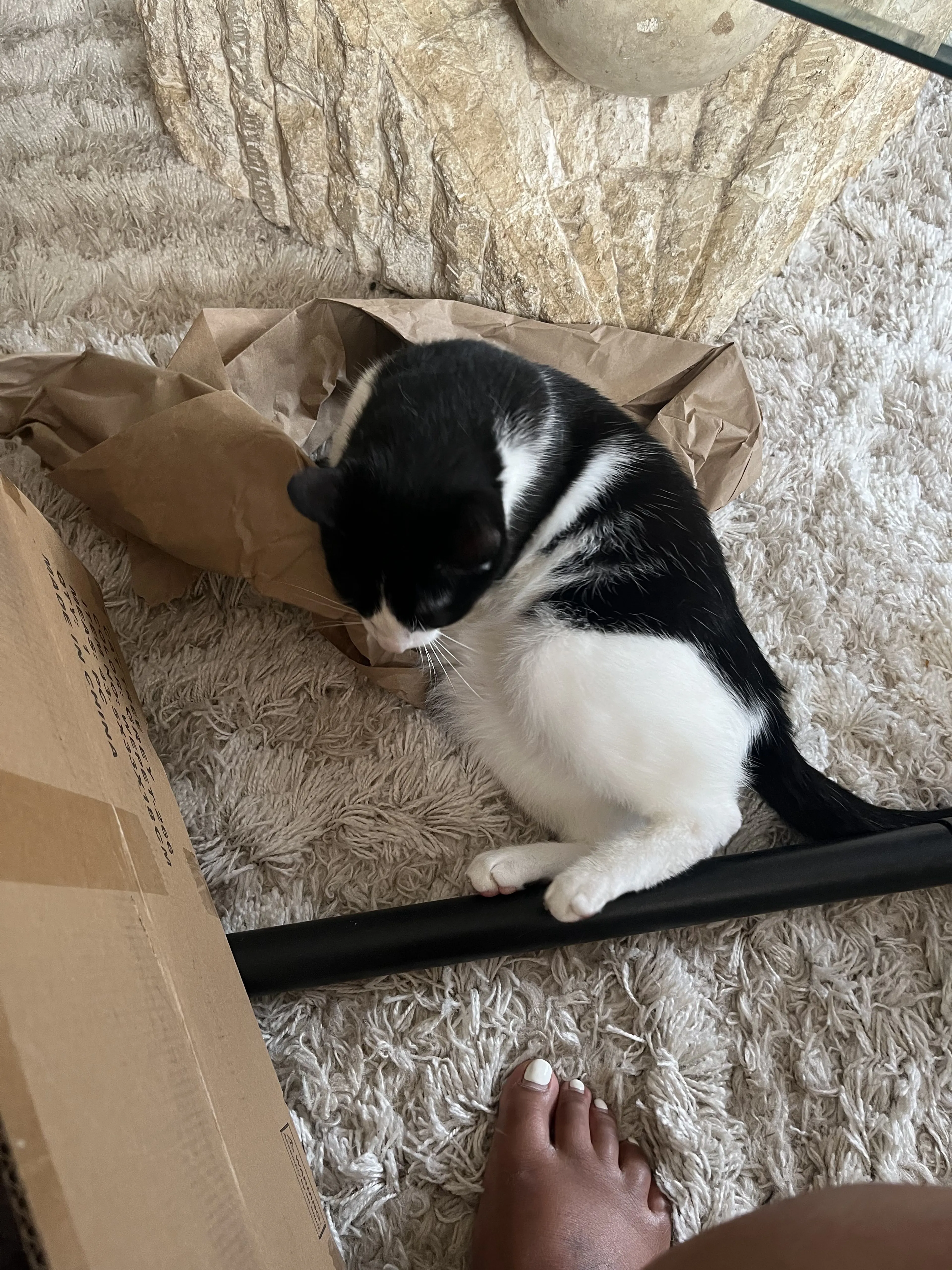 Lost pet-0