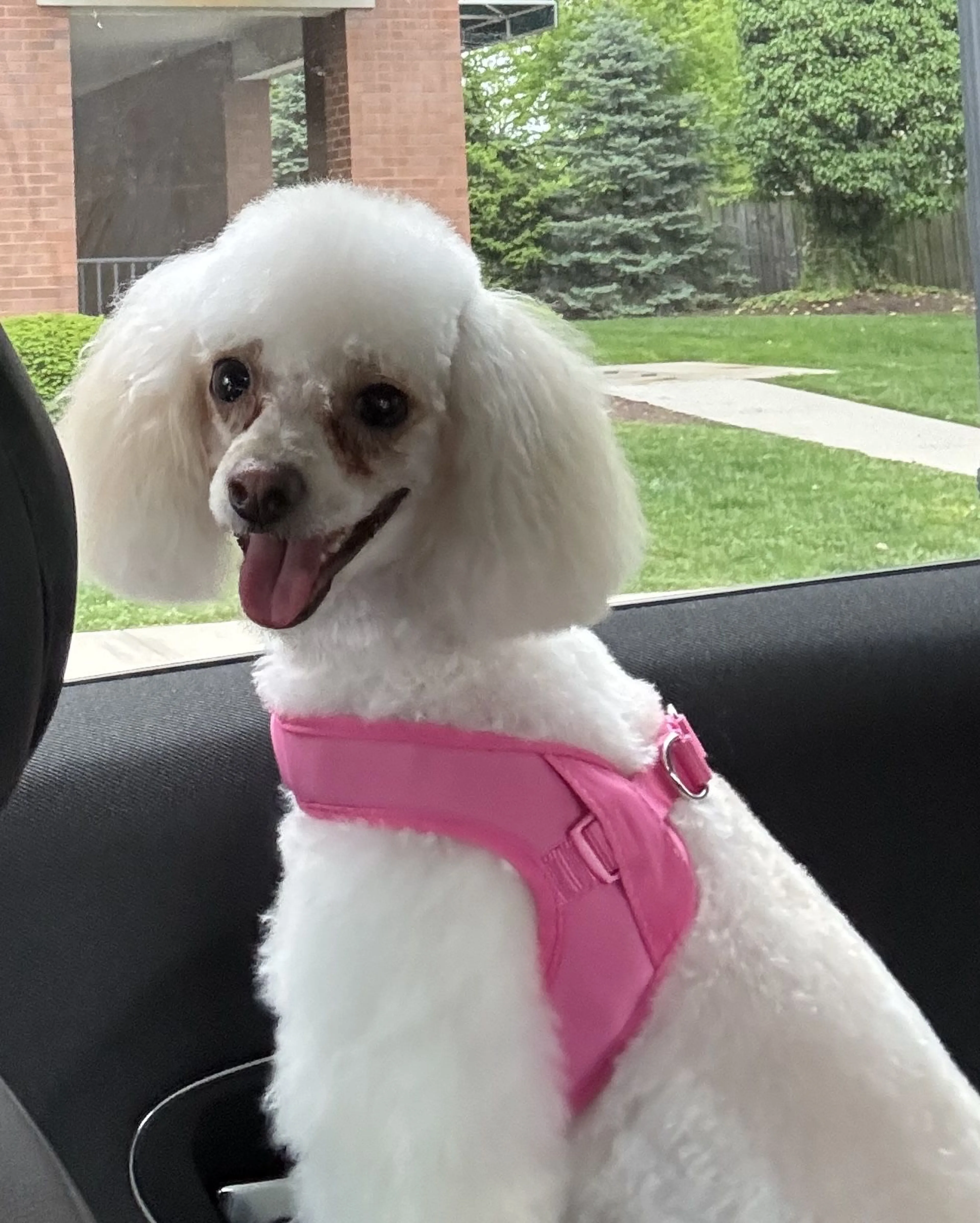 Lost pet