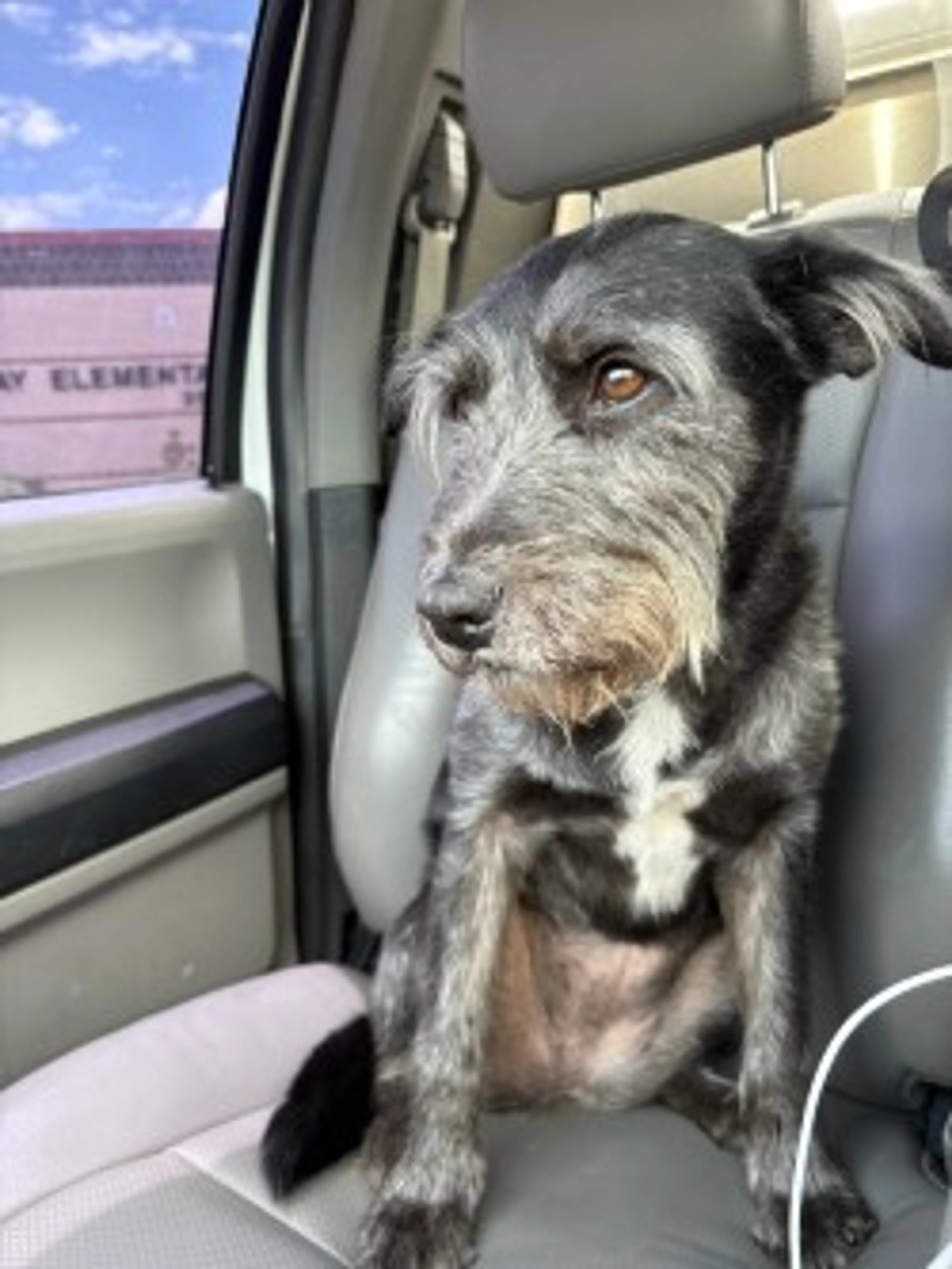 Found pet