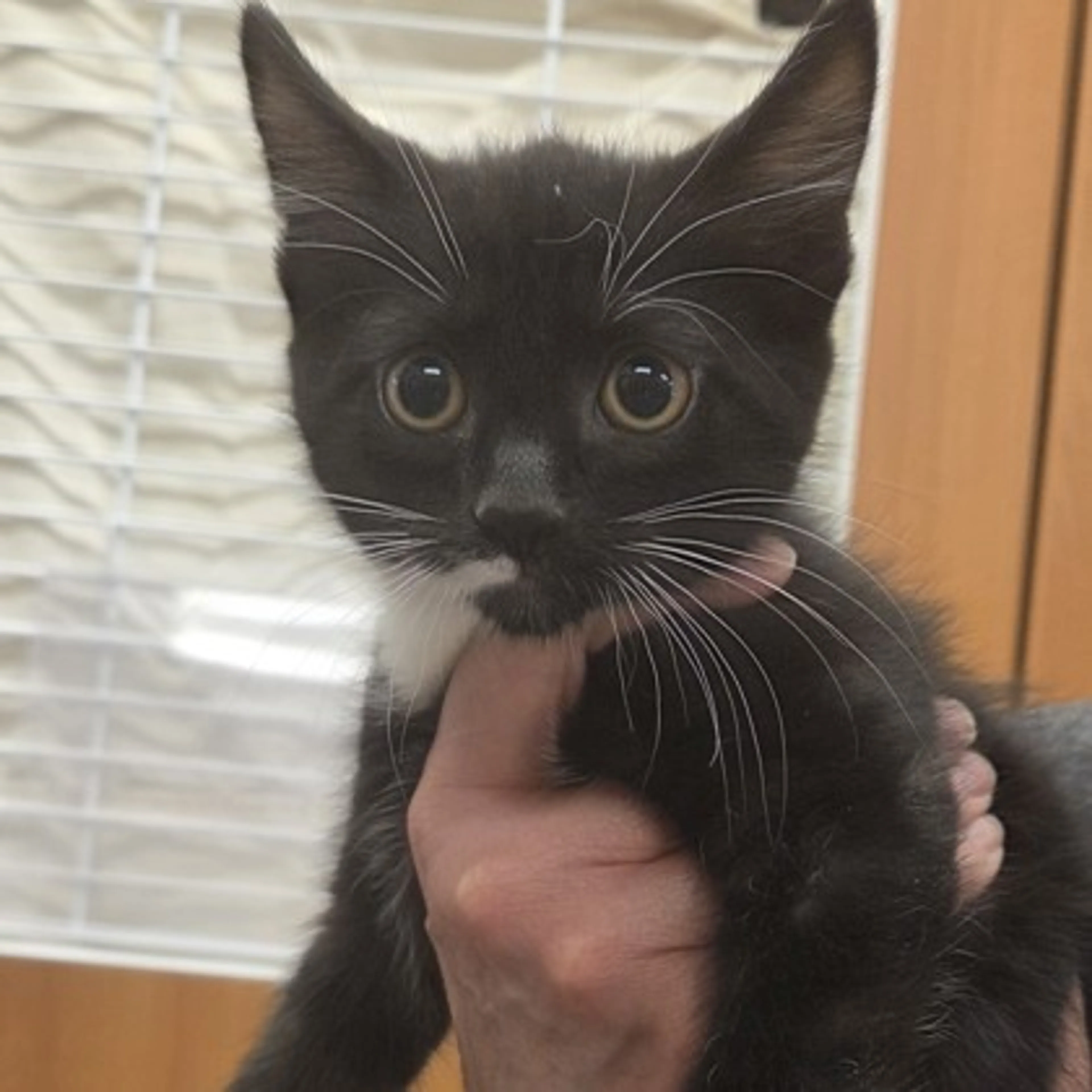 Found pet-1