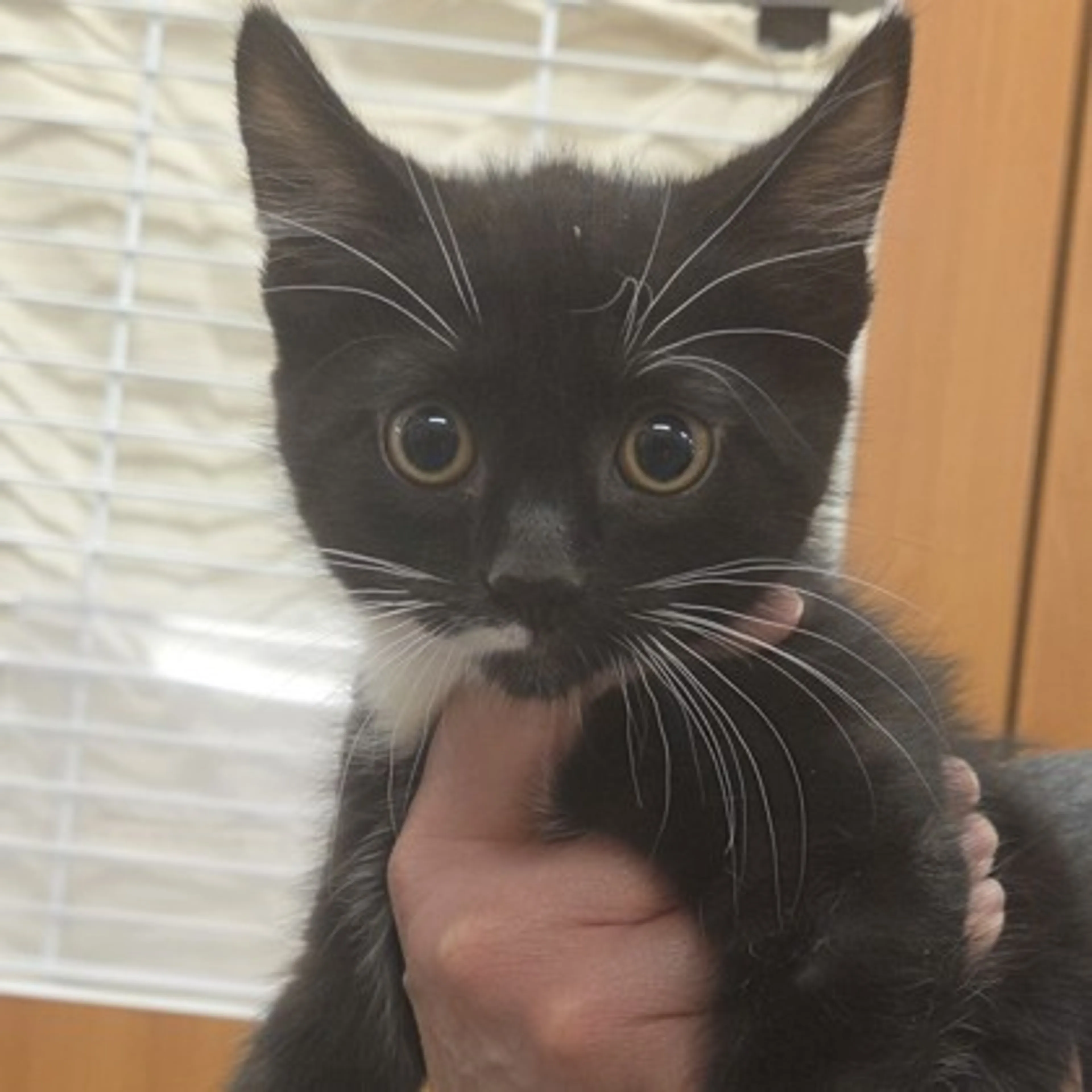 Found pet-0
