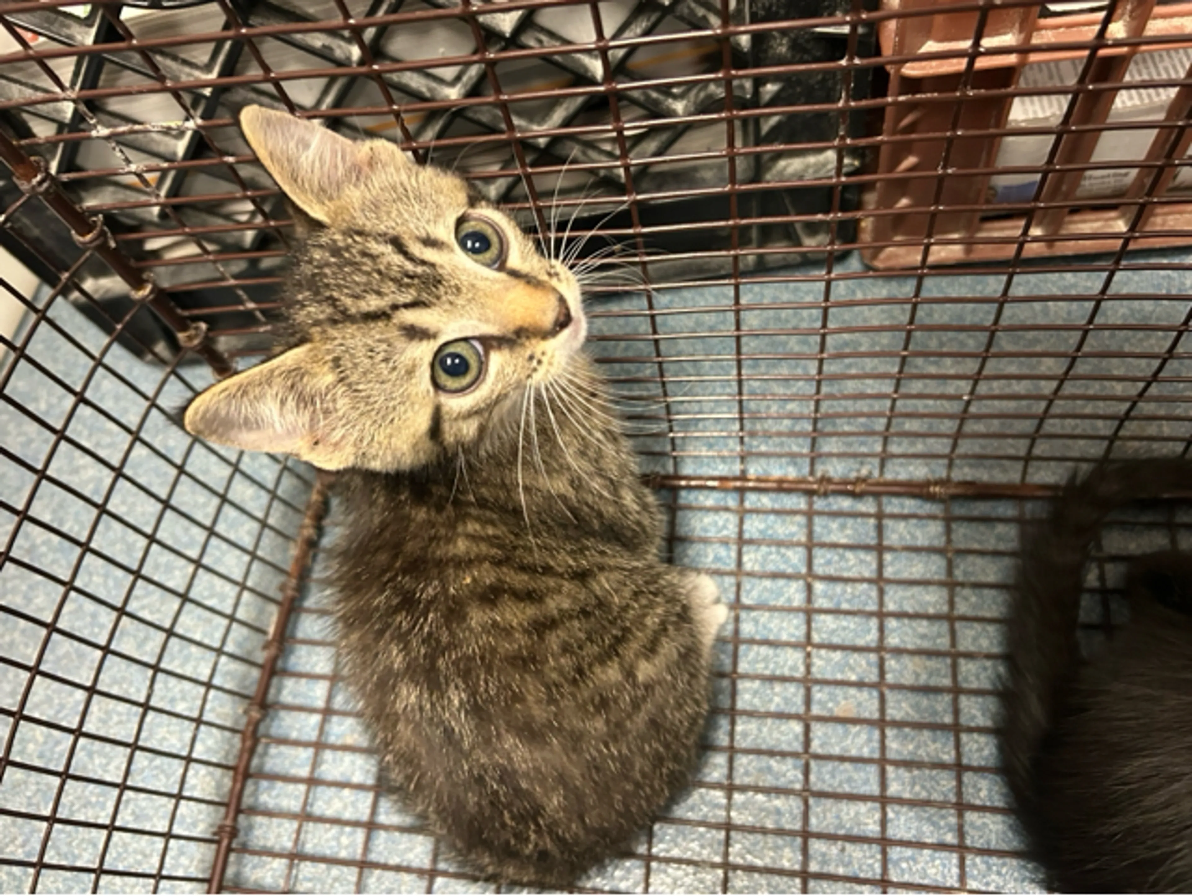 Found pet
