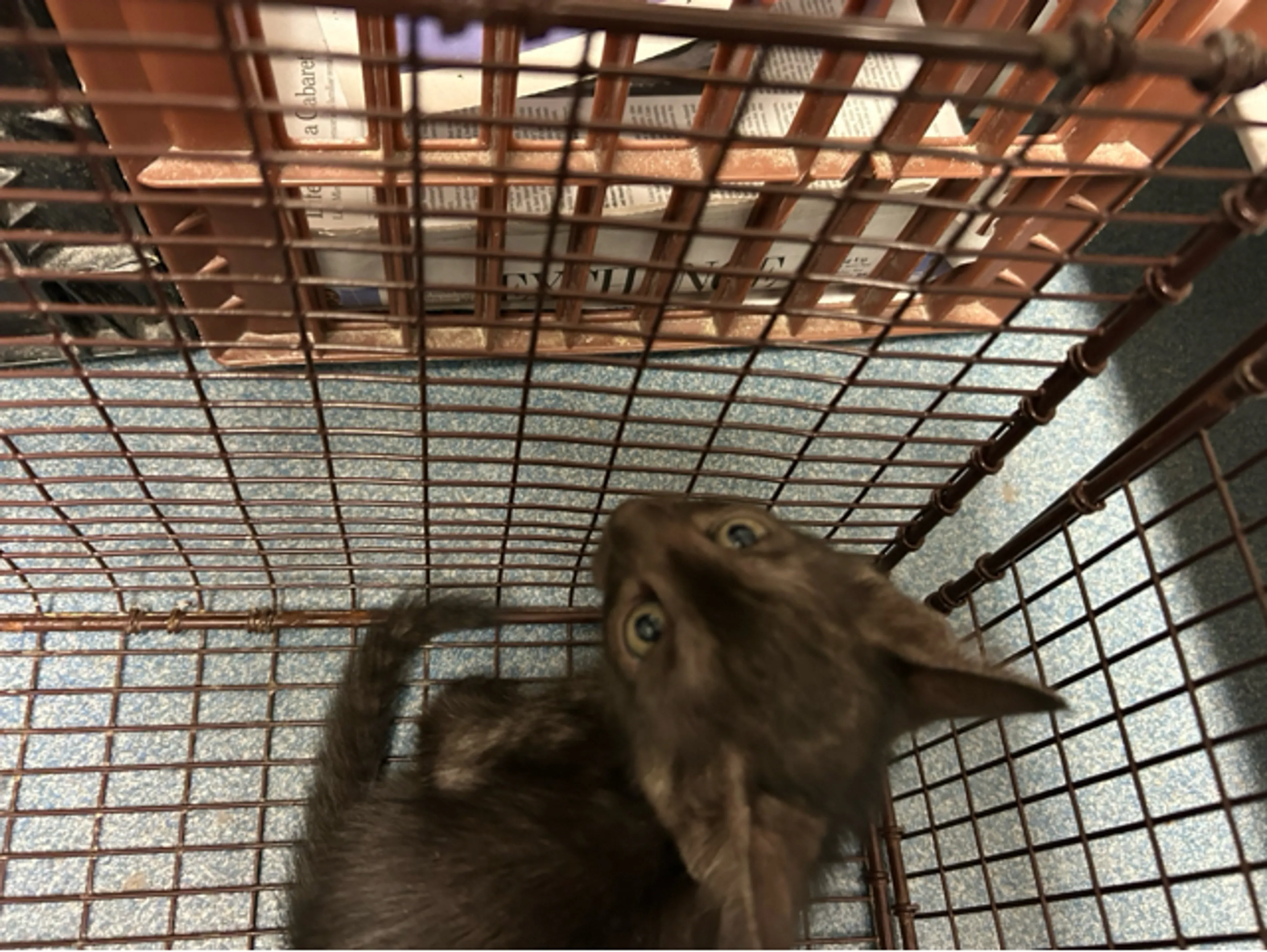 Found pet