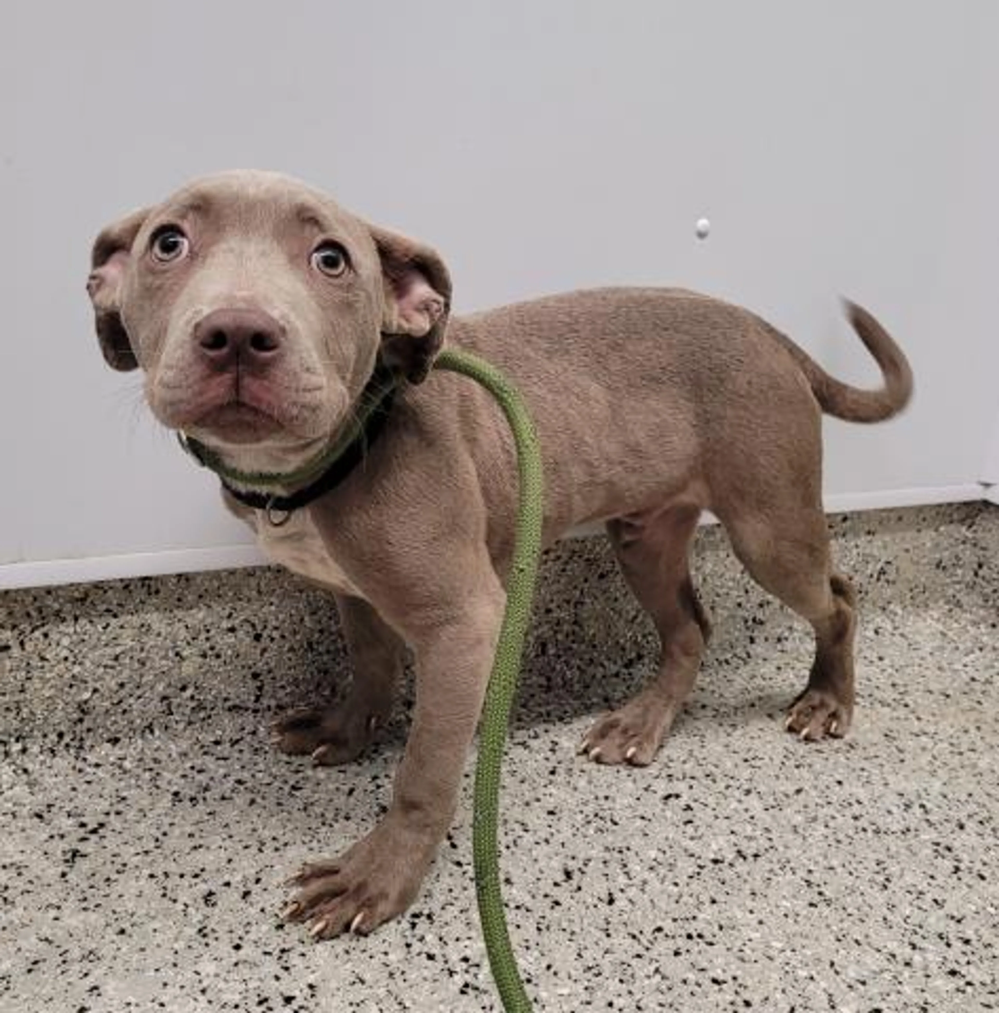 Found pet