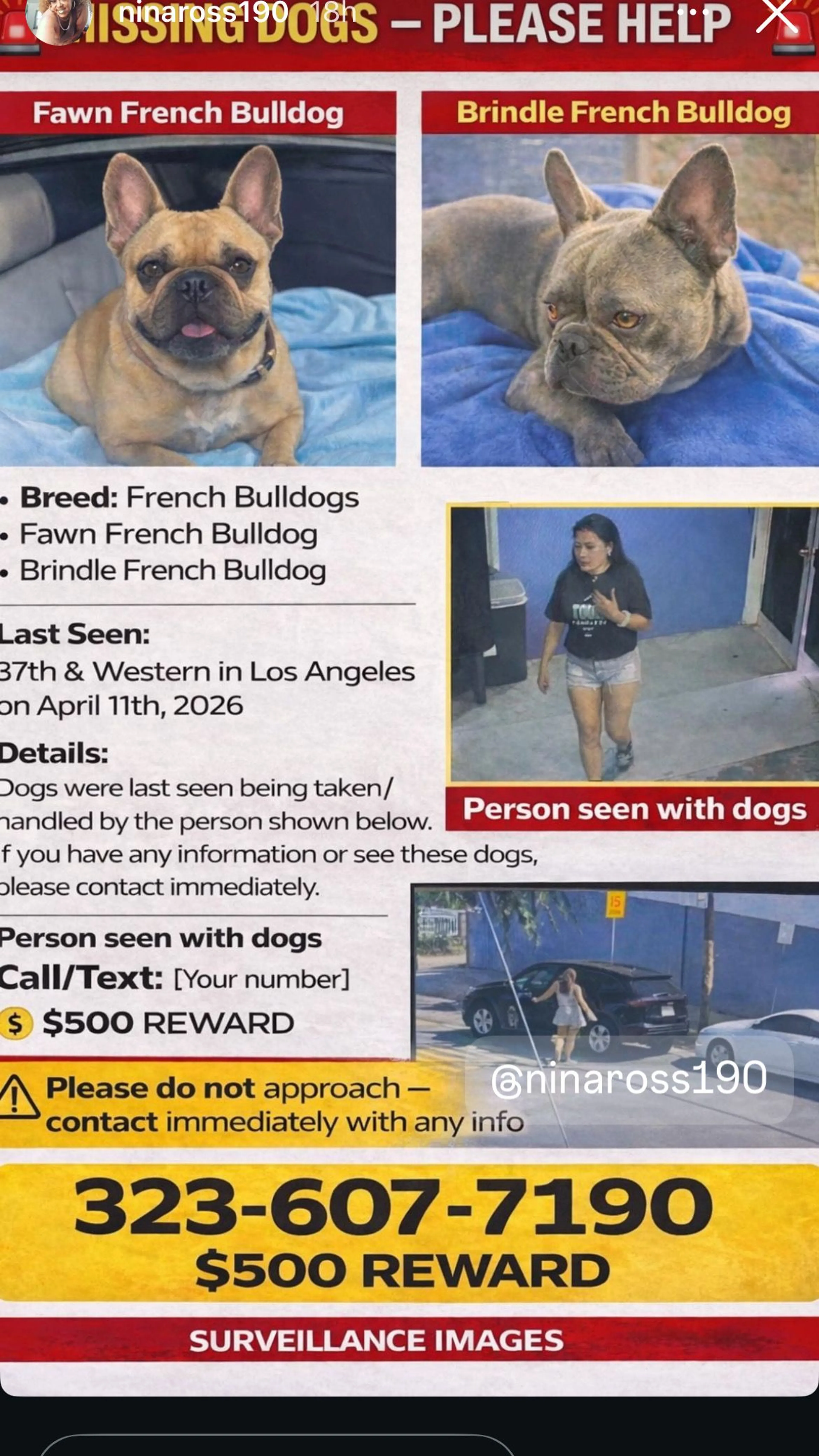 Lost pet-0