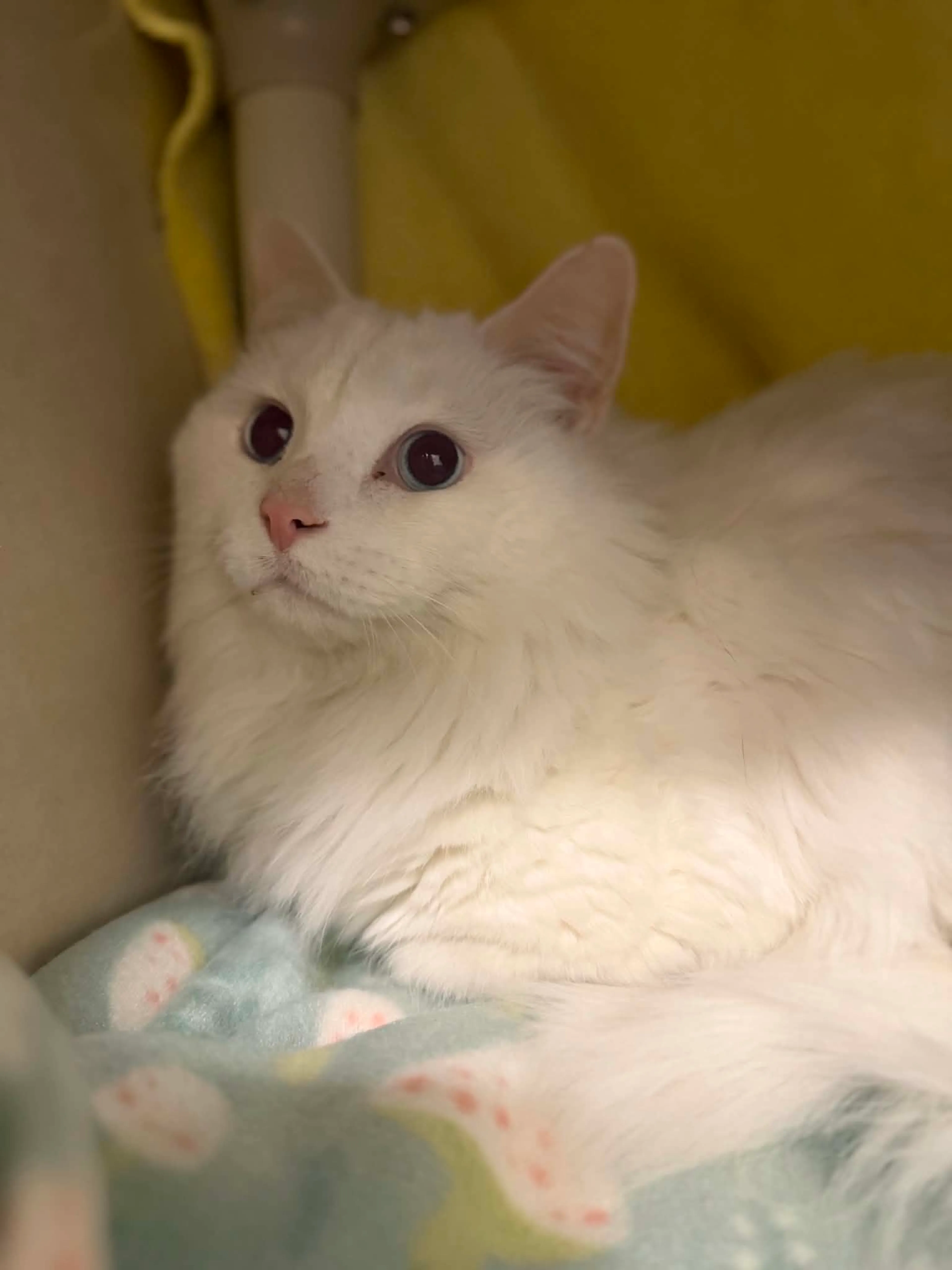 Found pet
