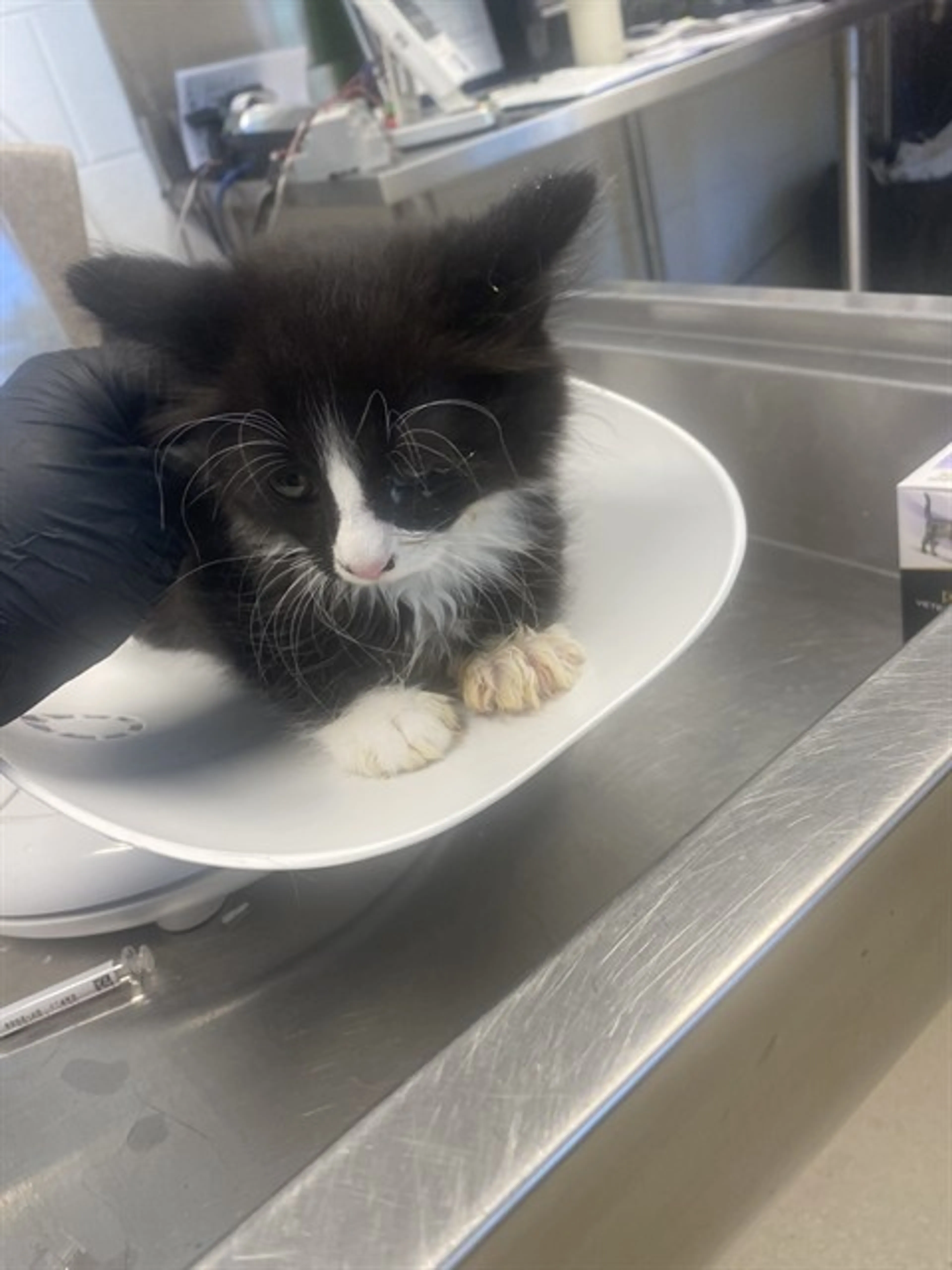 Found pet