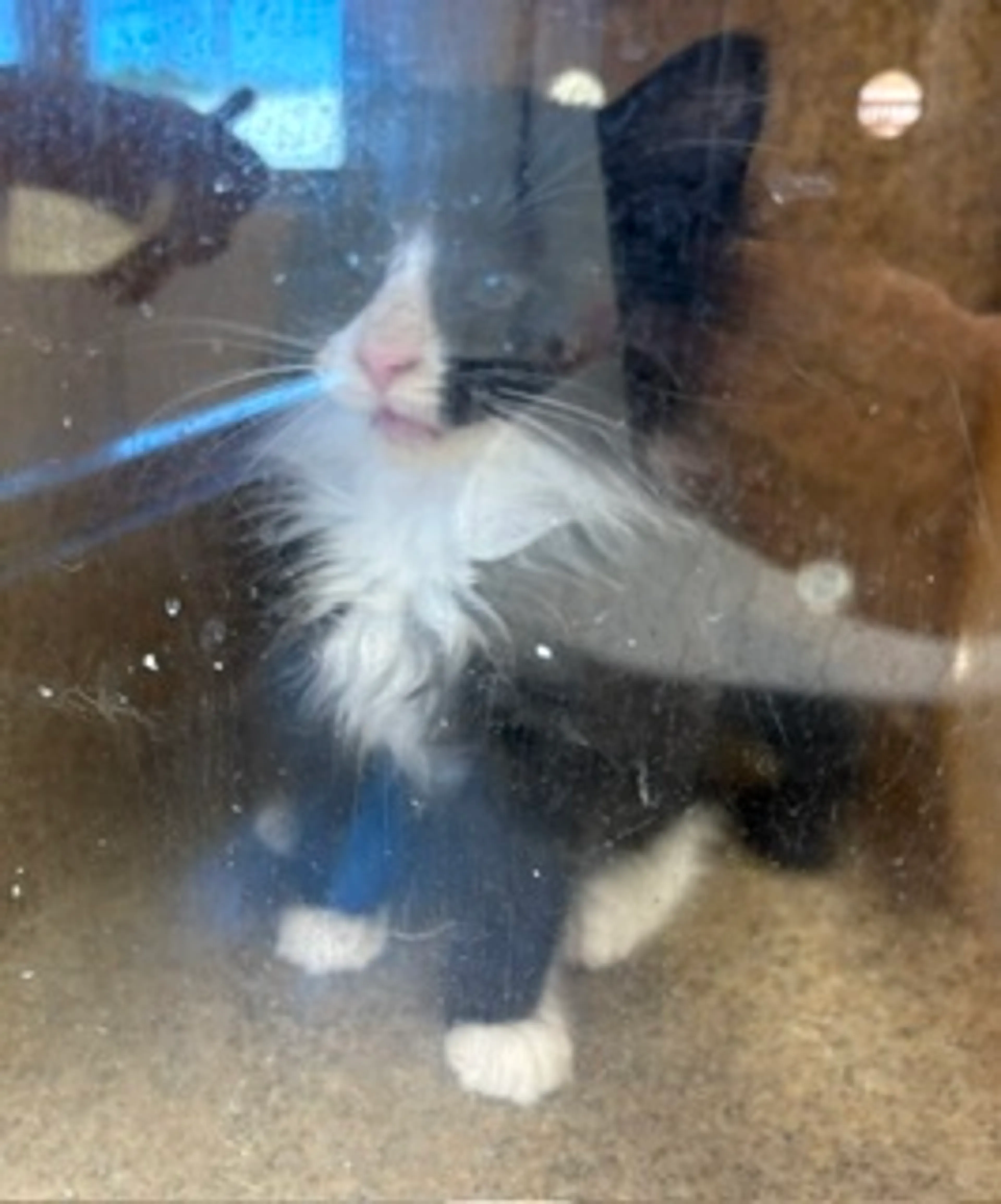 Found pet