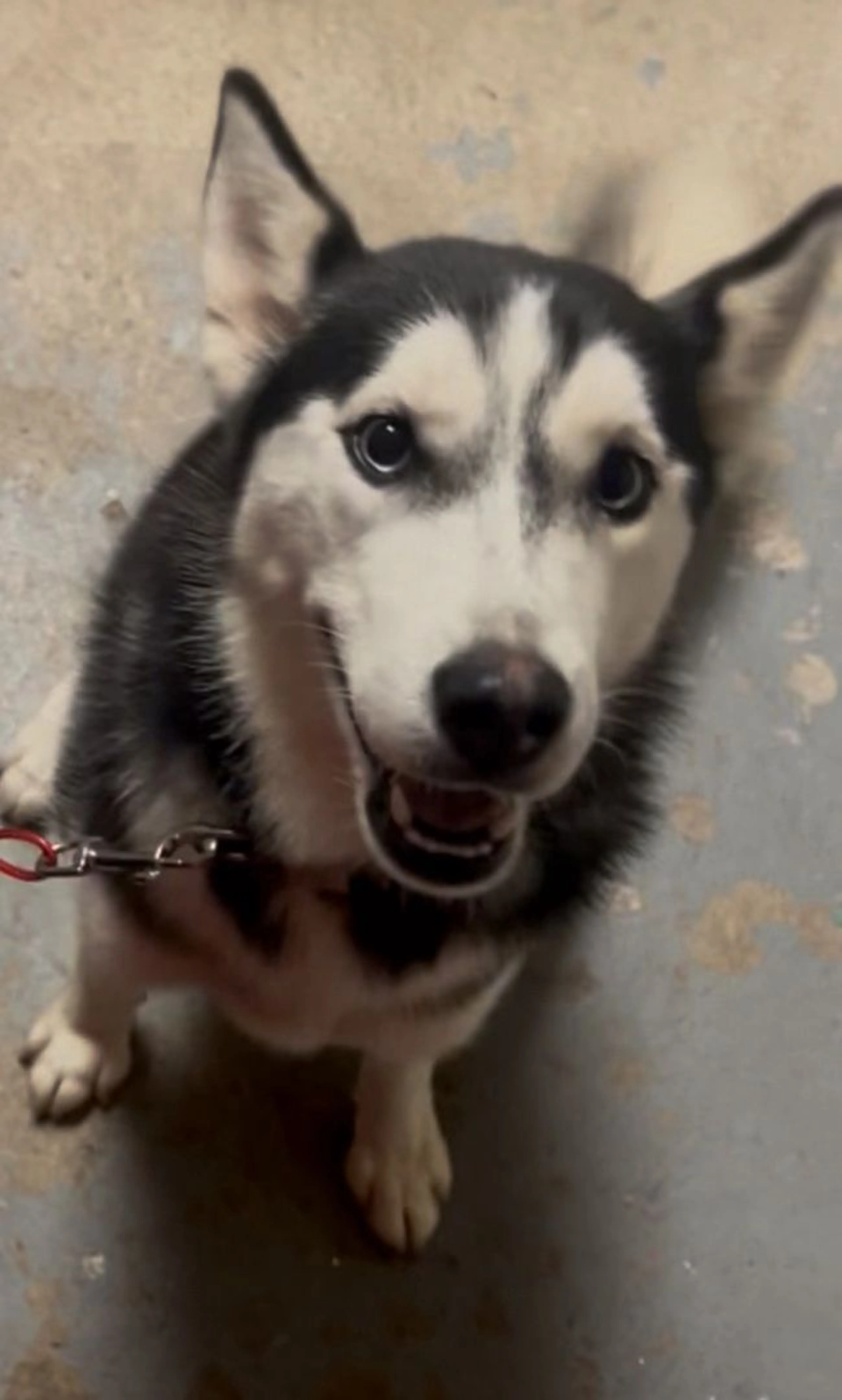 Lost pet