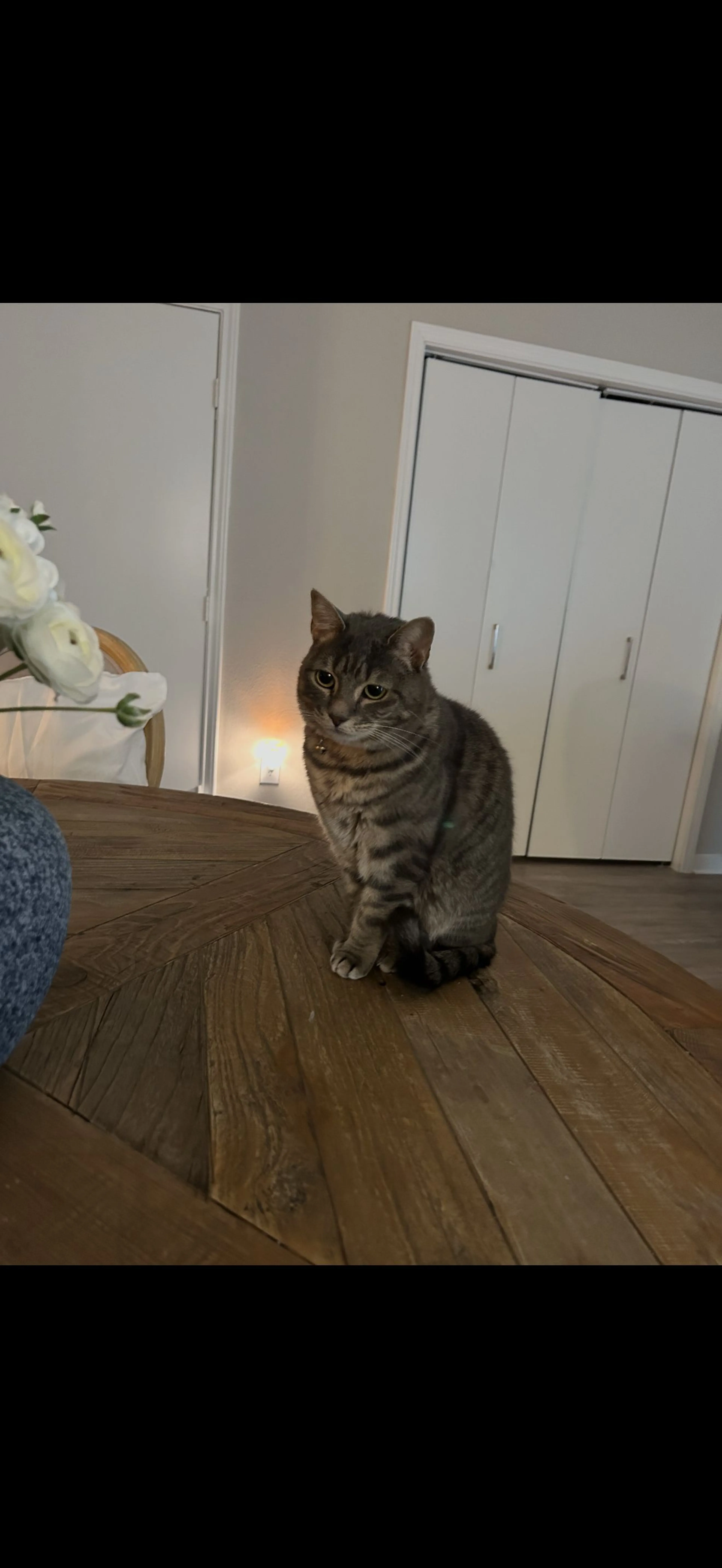 Lost pet
