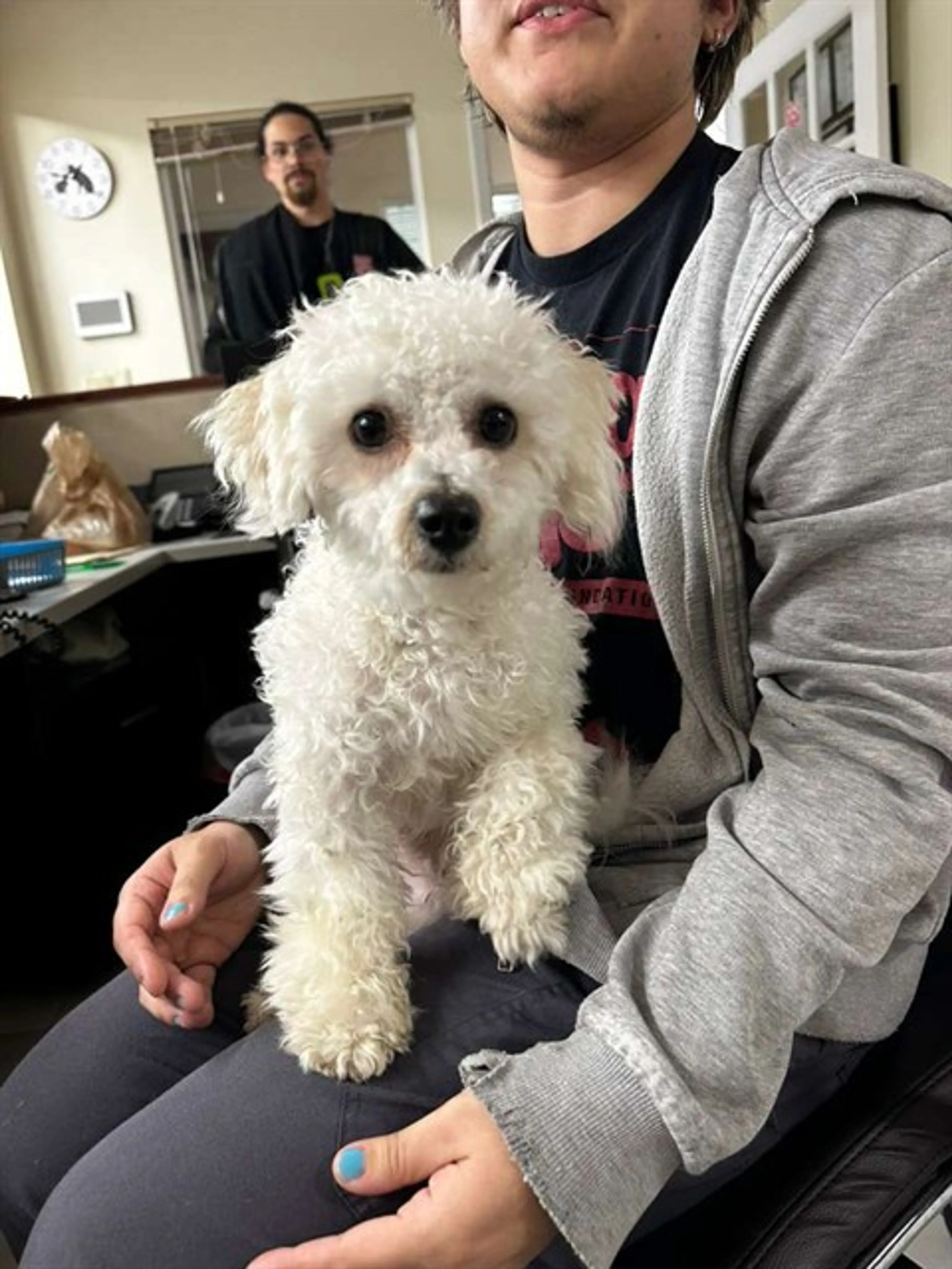 Found pet