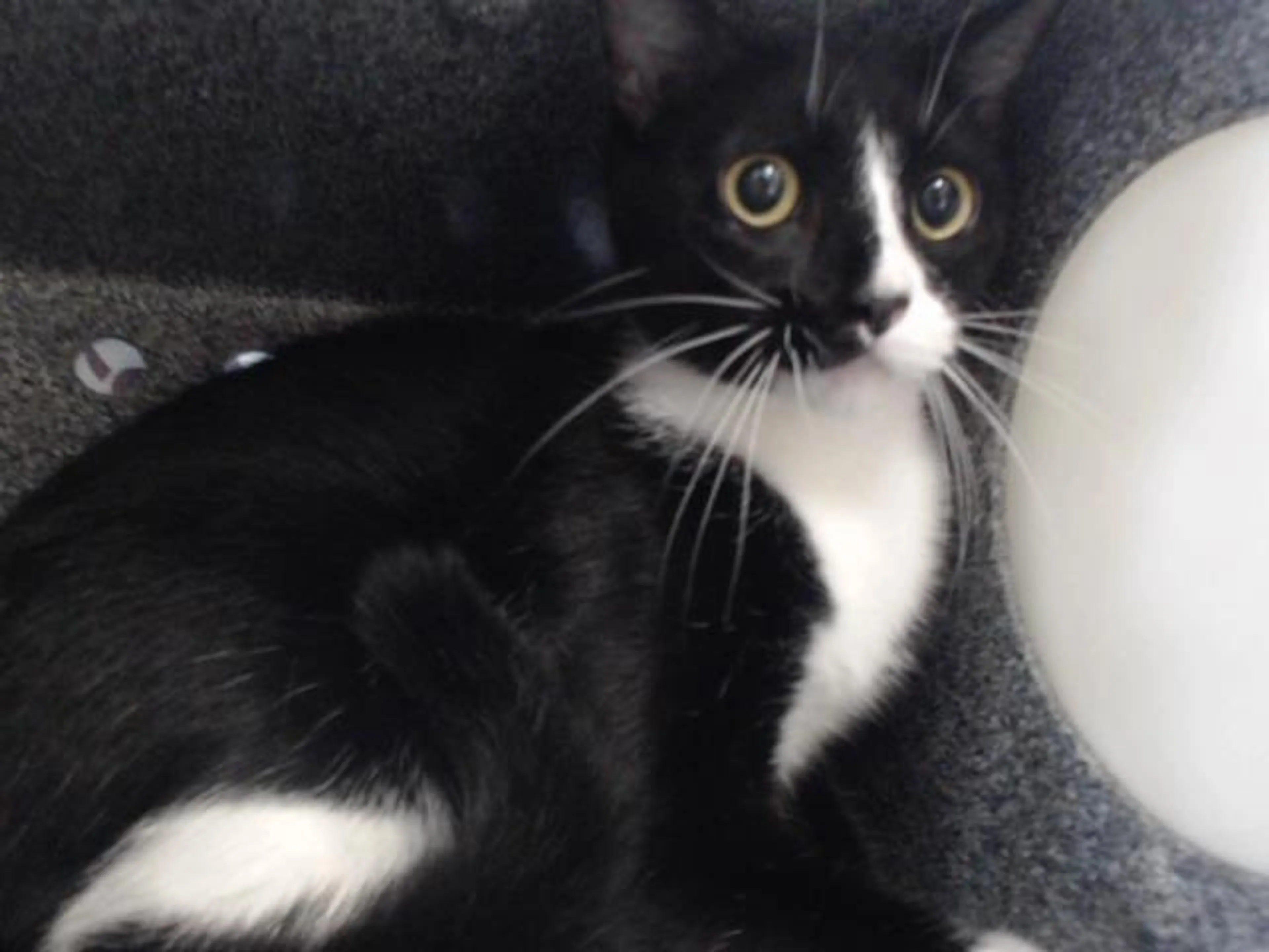 Found pet