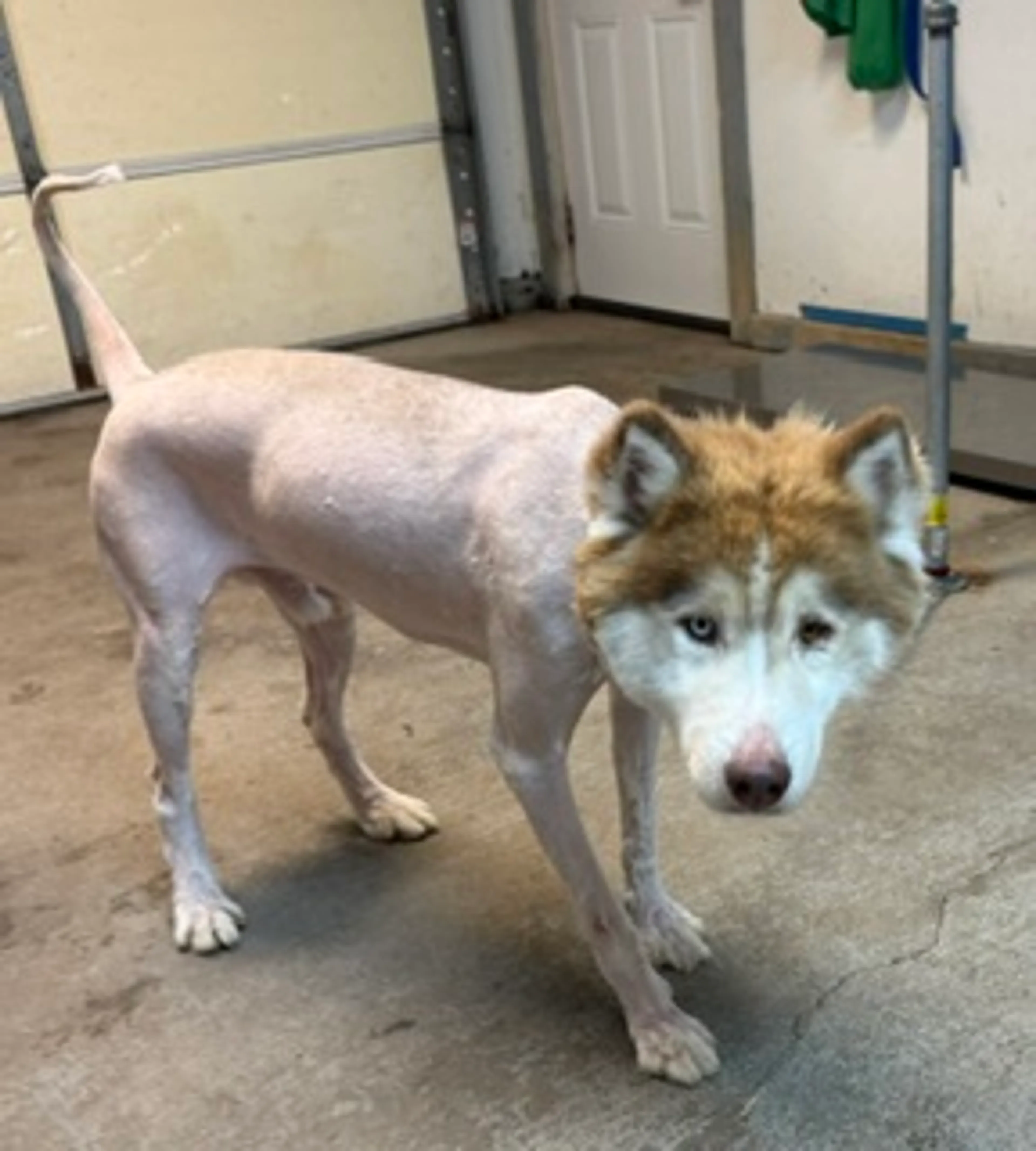 Found pet
