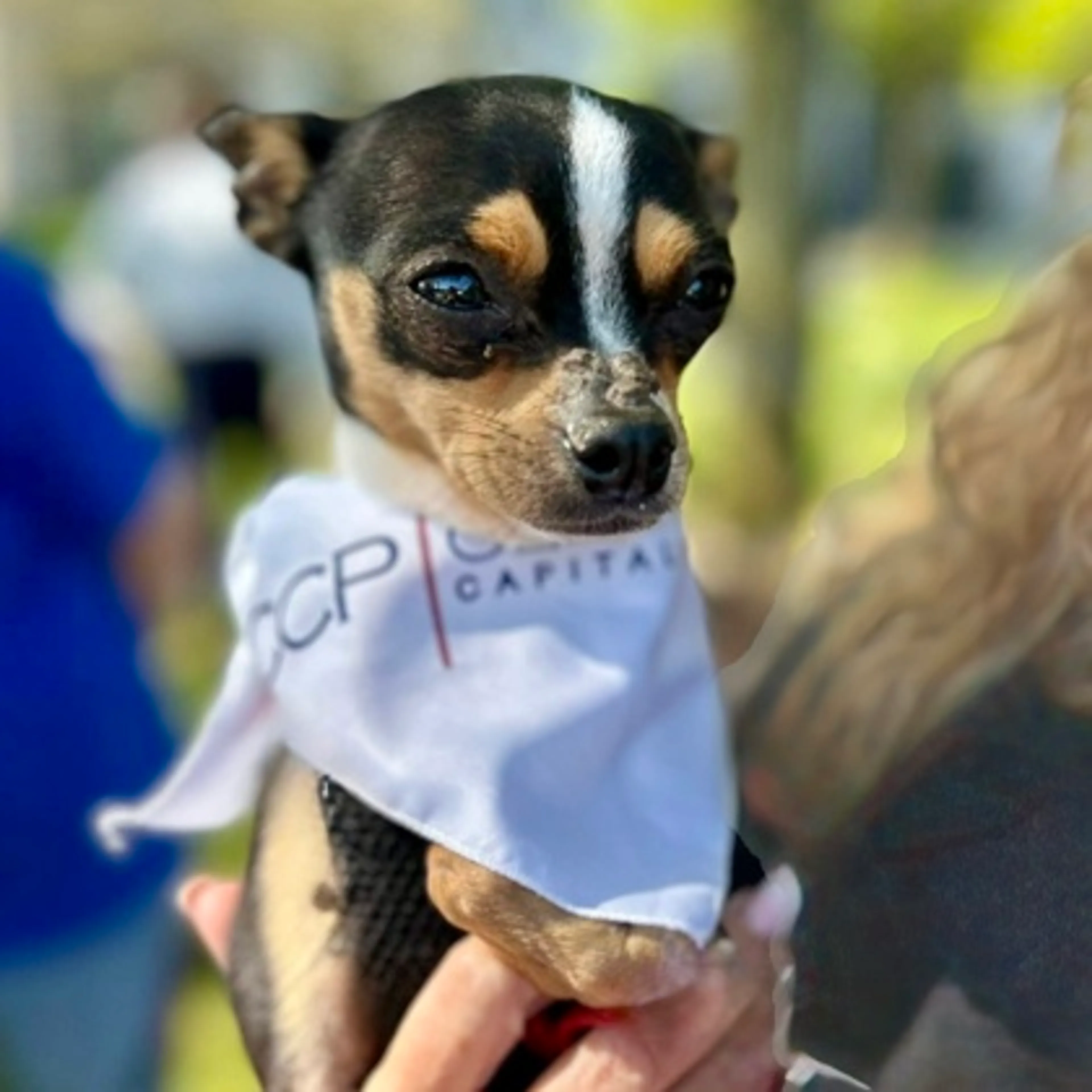 Found pet-0